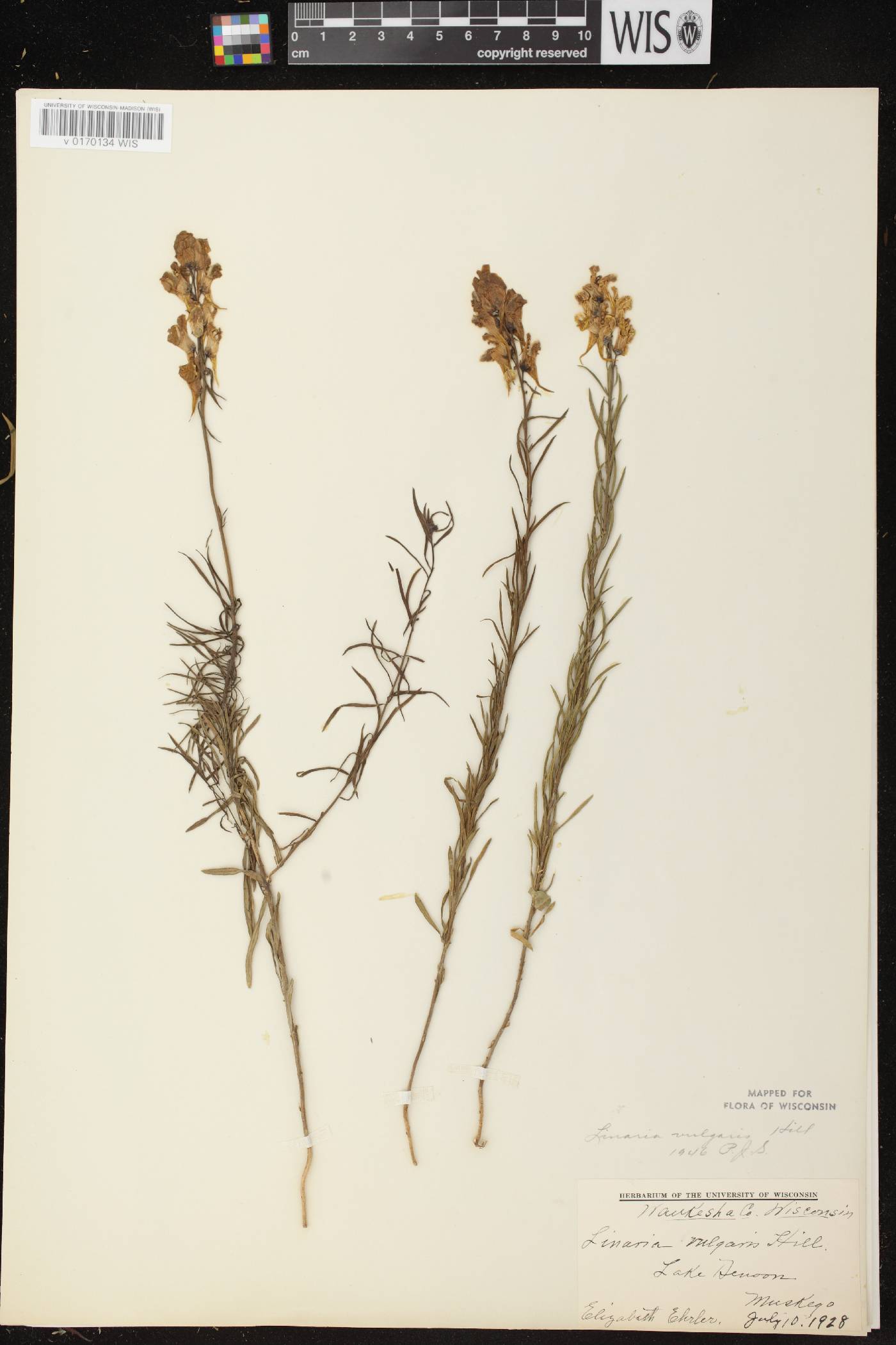 Linaria vulgaris image