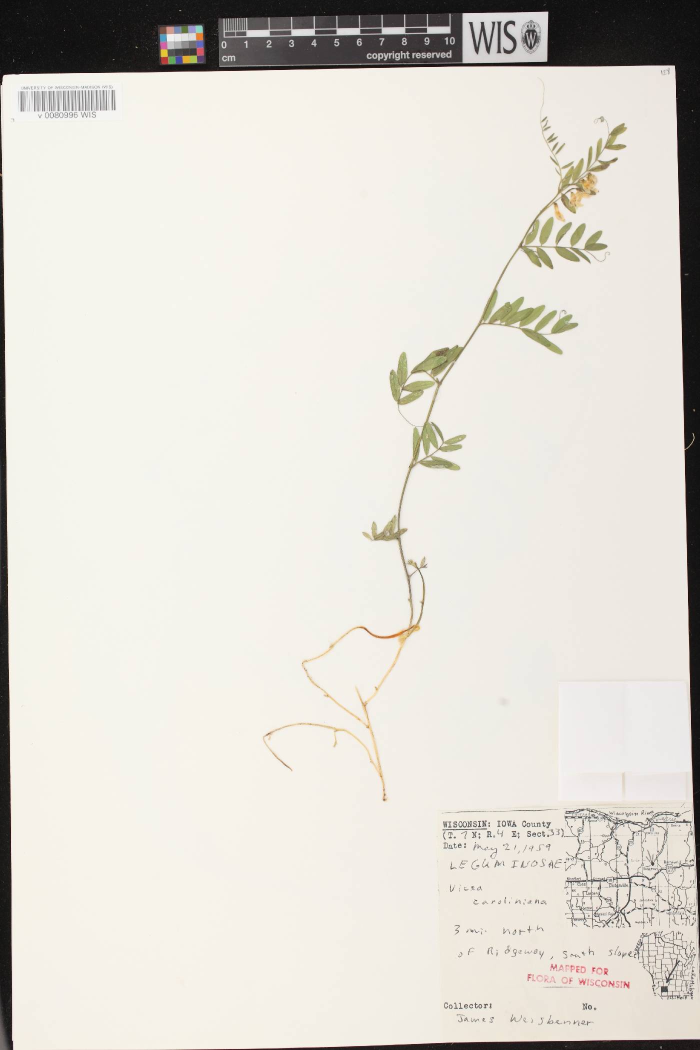 Vicia caroliniana image