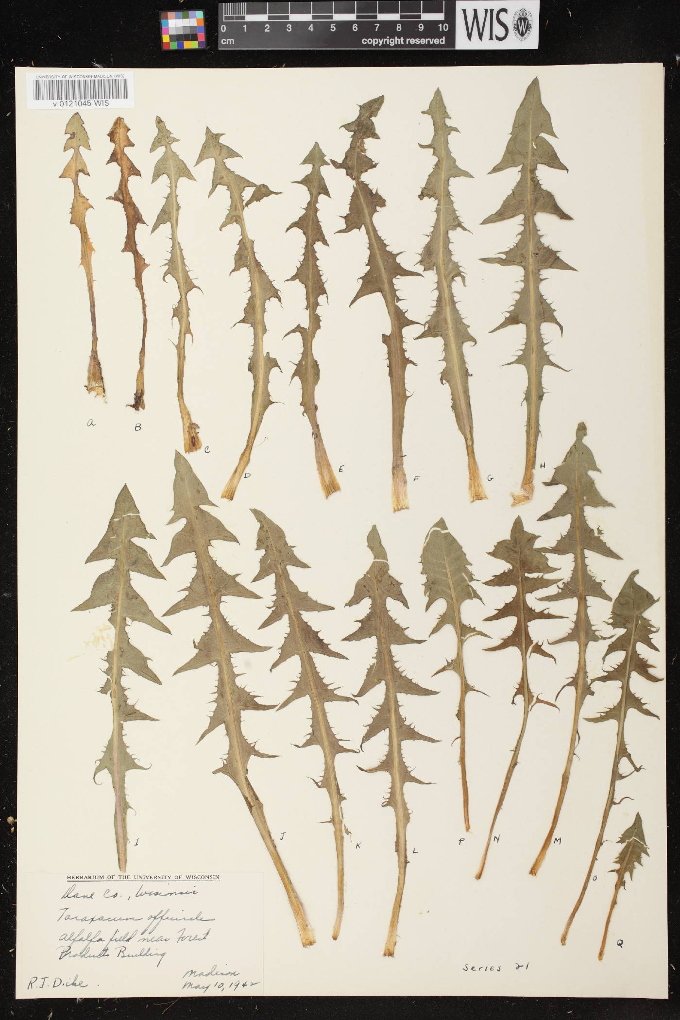 Taraxacum officinale image