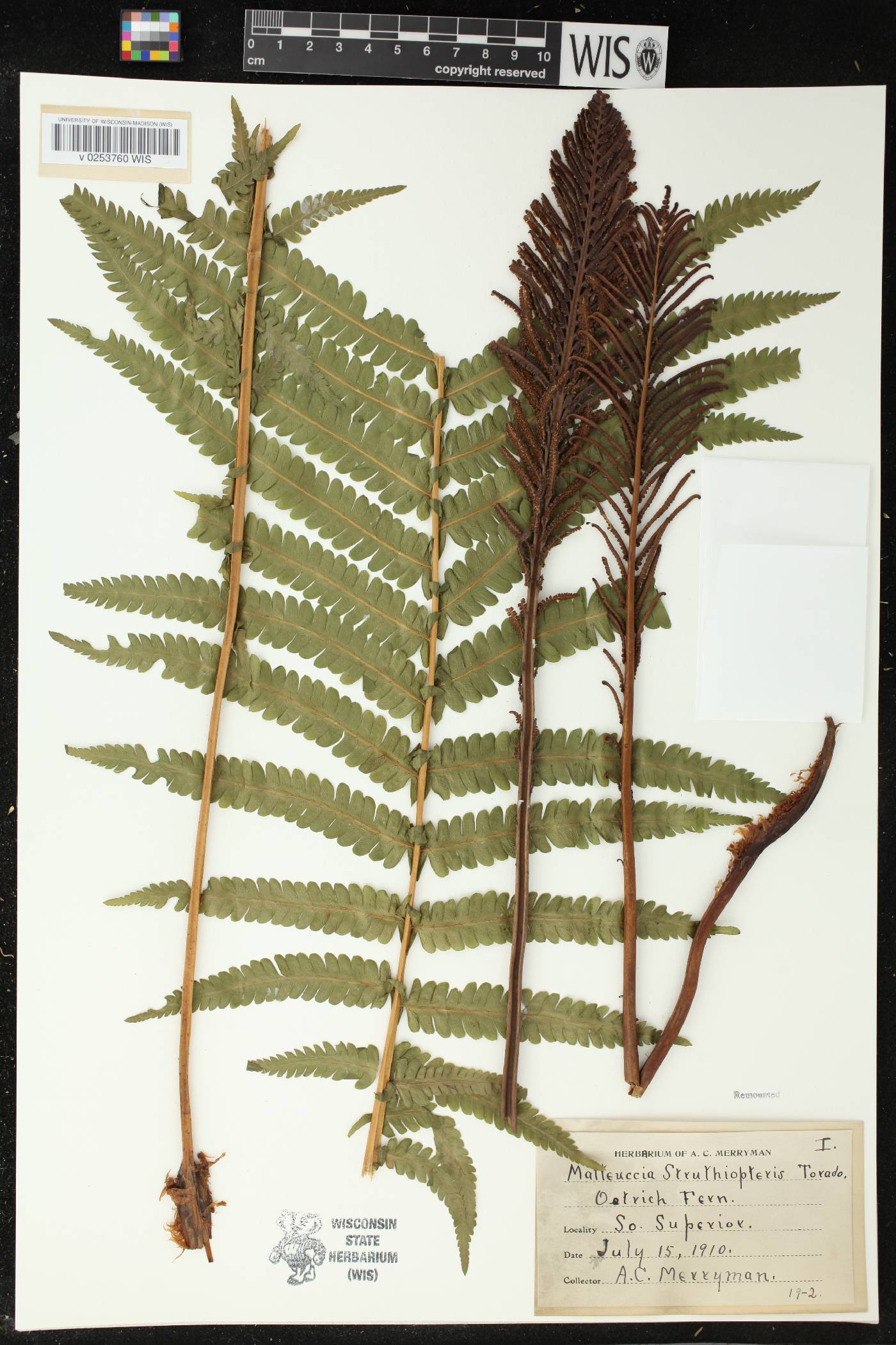 Matteuccia struthiopteris image