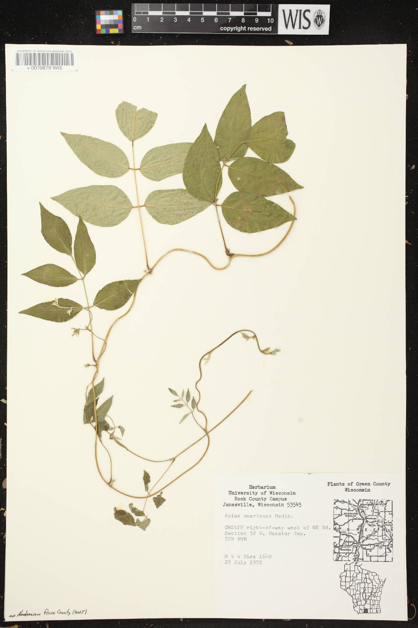 Apios americana image