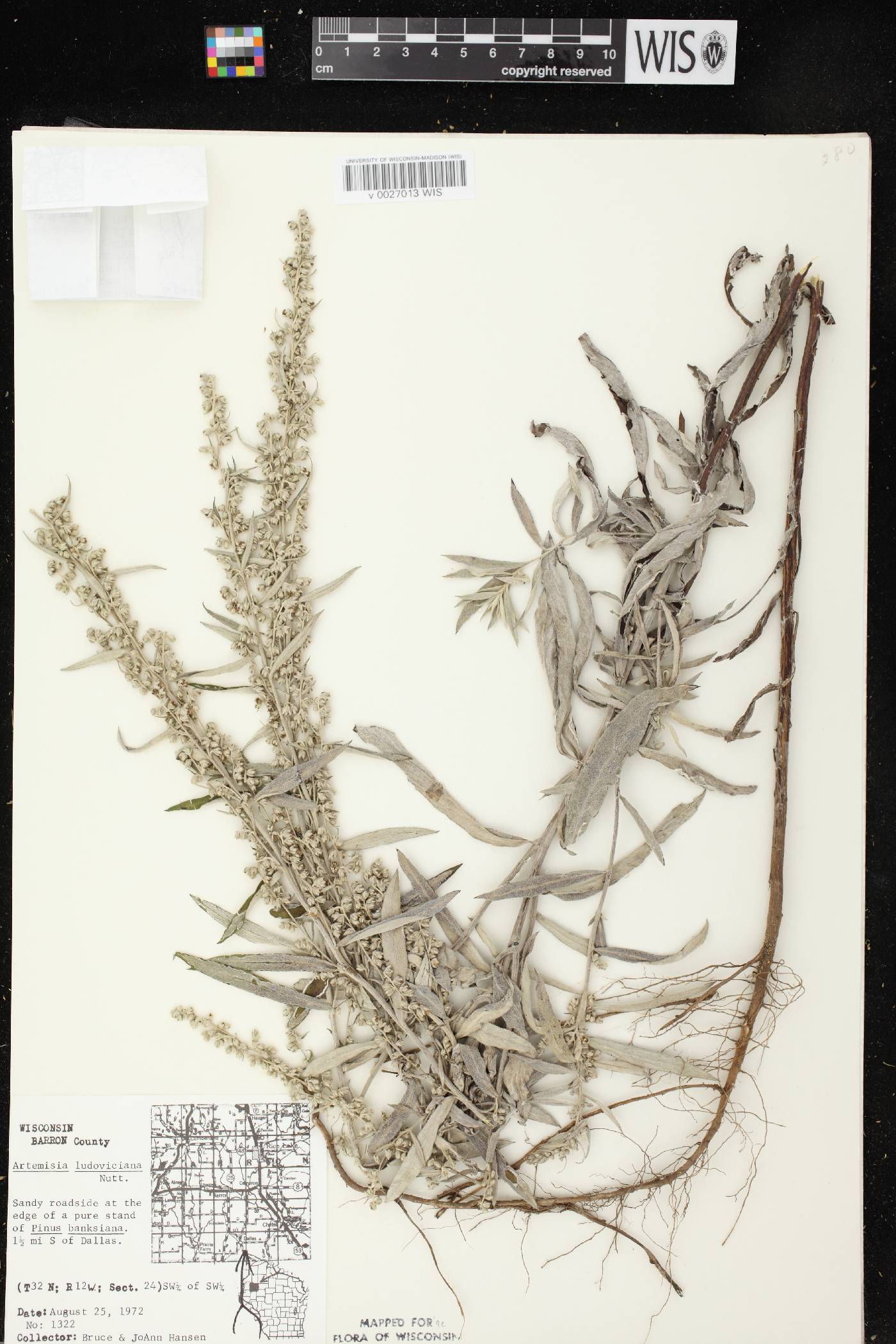 Artemisia ludoviciana image