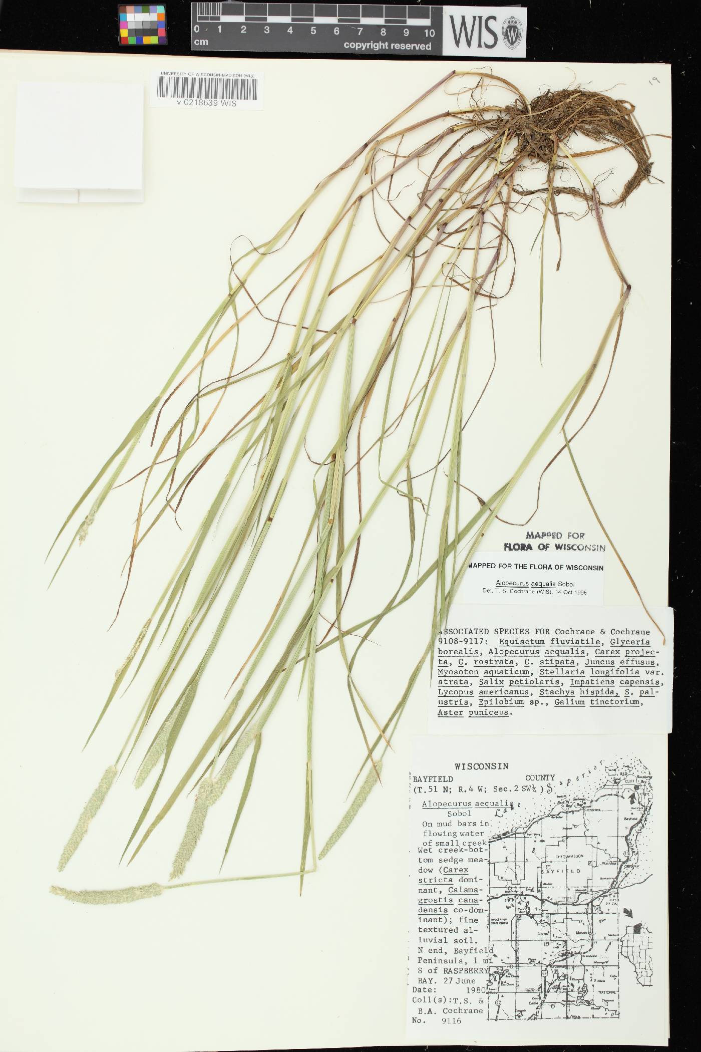 Alopecurus aequalis image