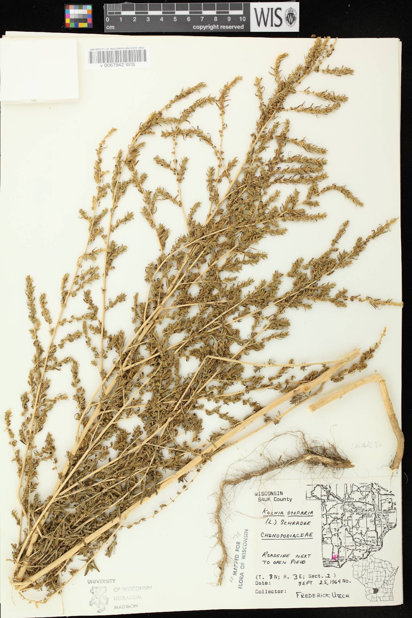 Bassia scoparia image