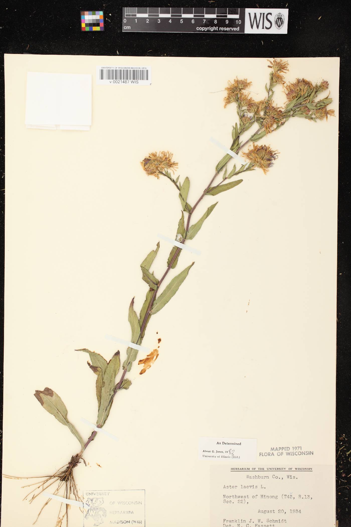 Symphyotrichum laeve image