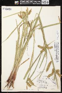 Image of Carex comosa x c. hystericina