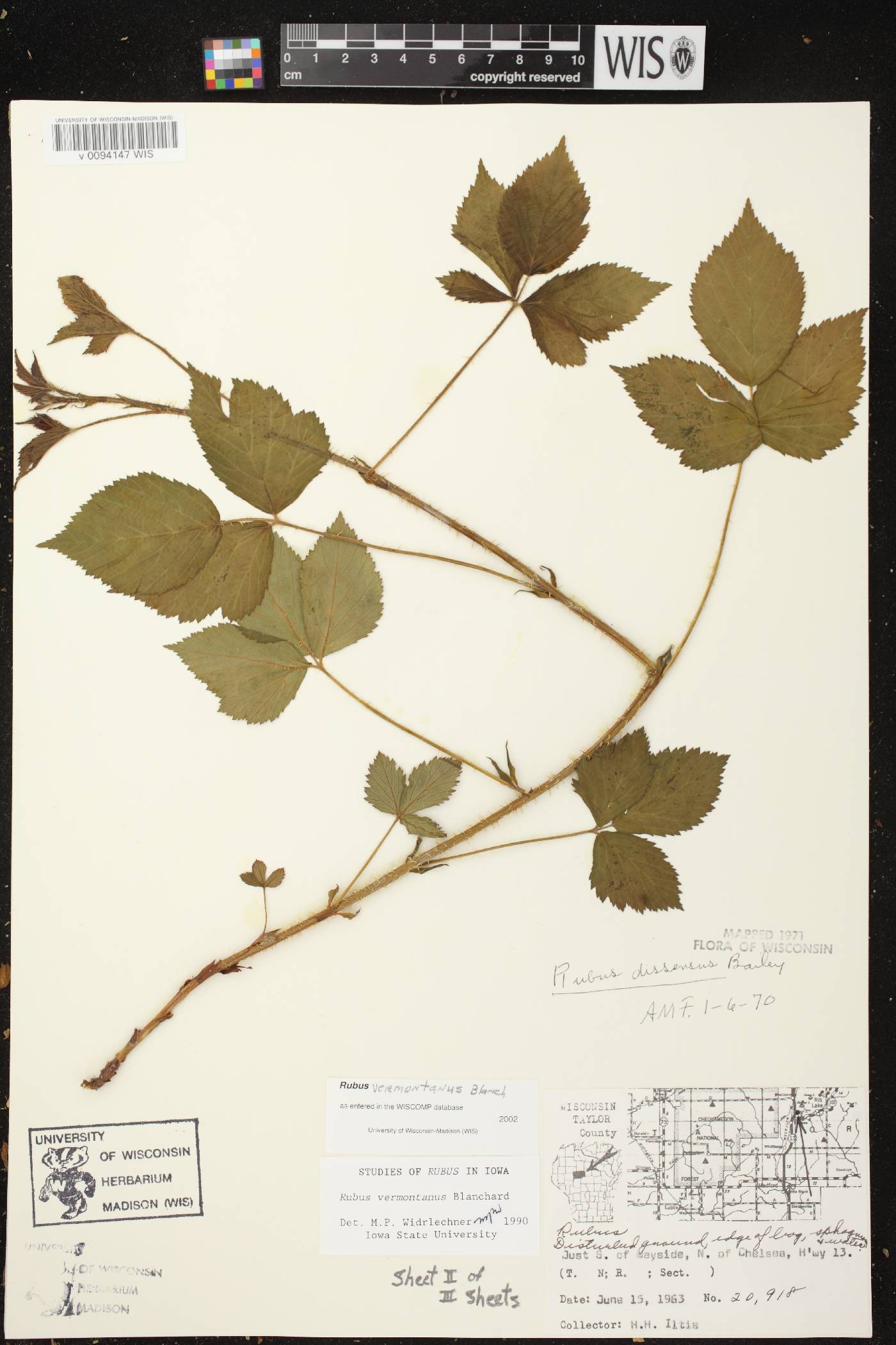 Rubus setosus image