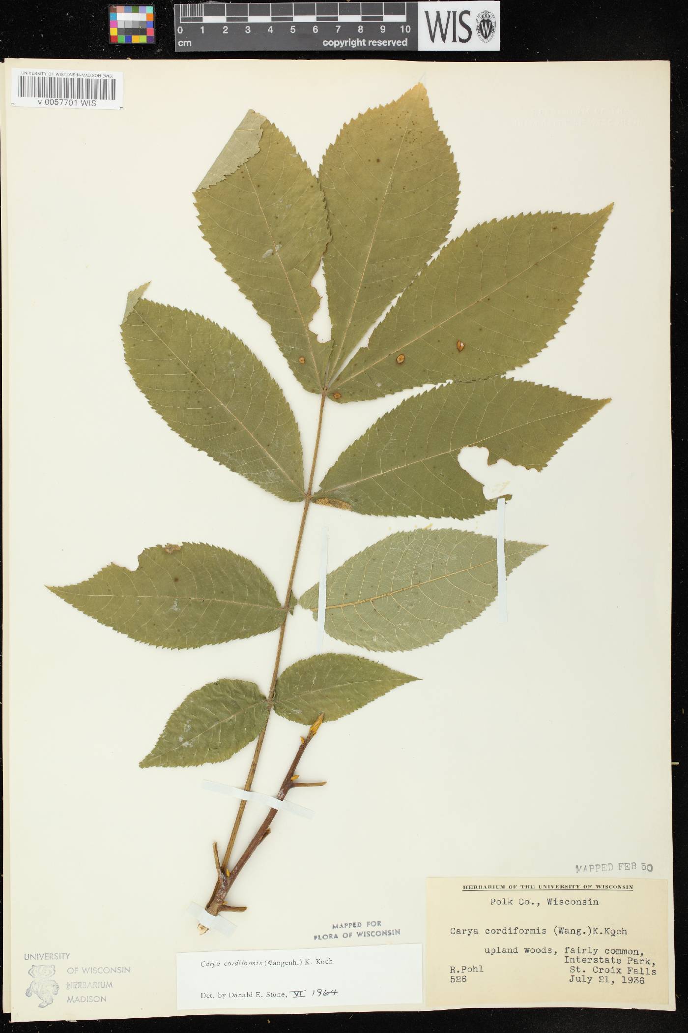 Carya cordiformis image