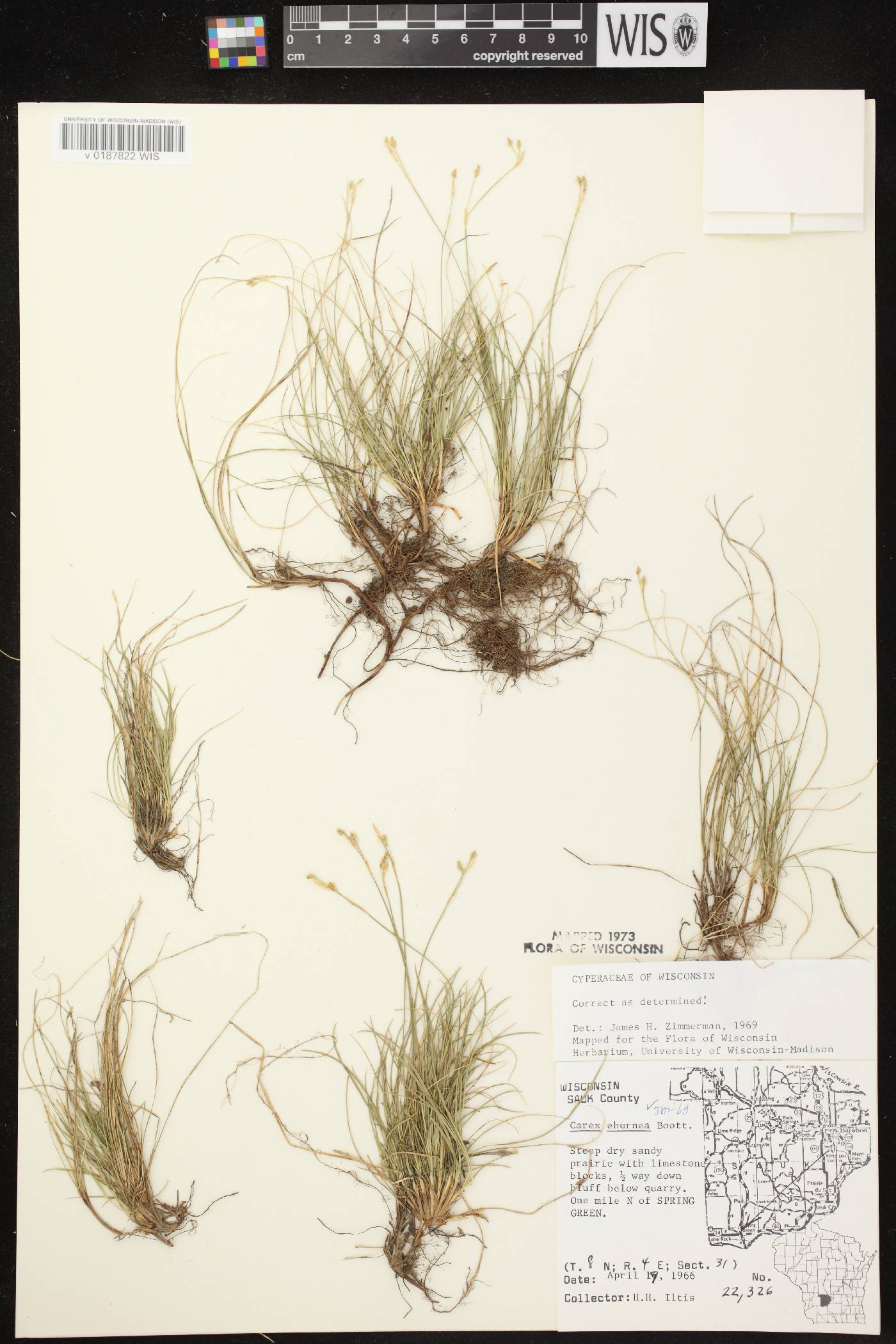 Carex eburnea image