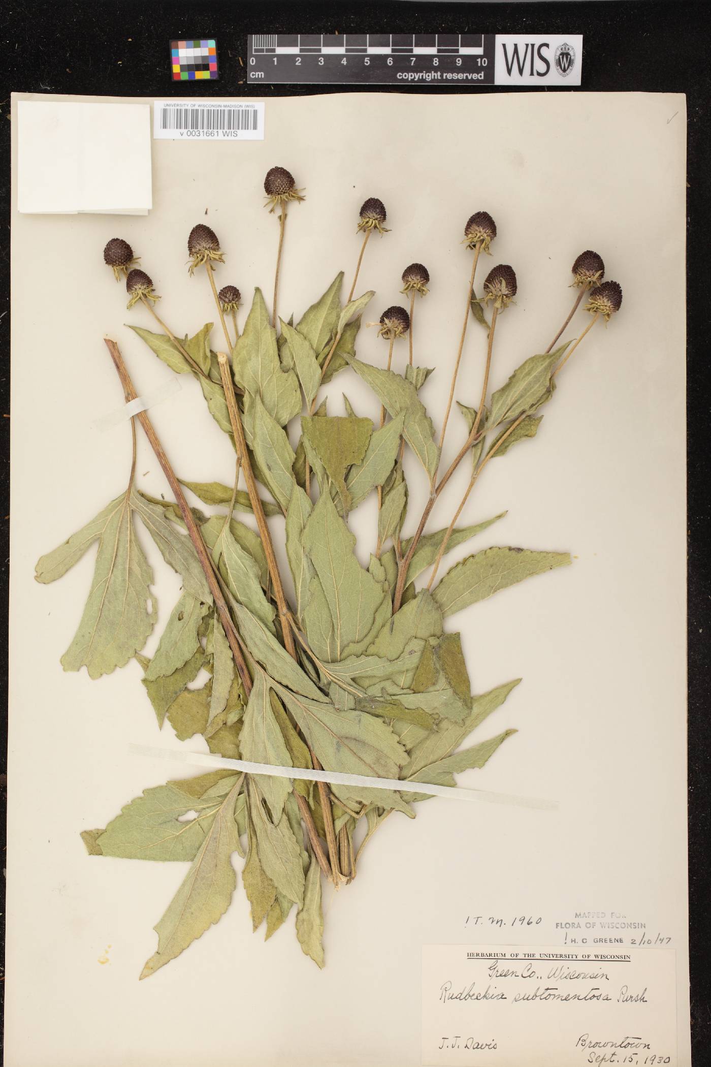 Rudbeckia subtomentosa image