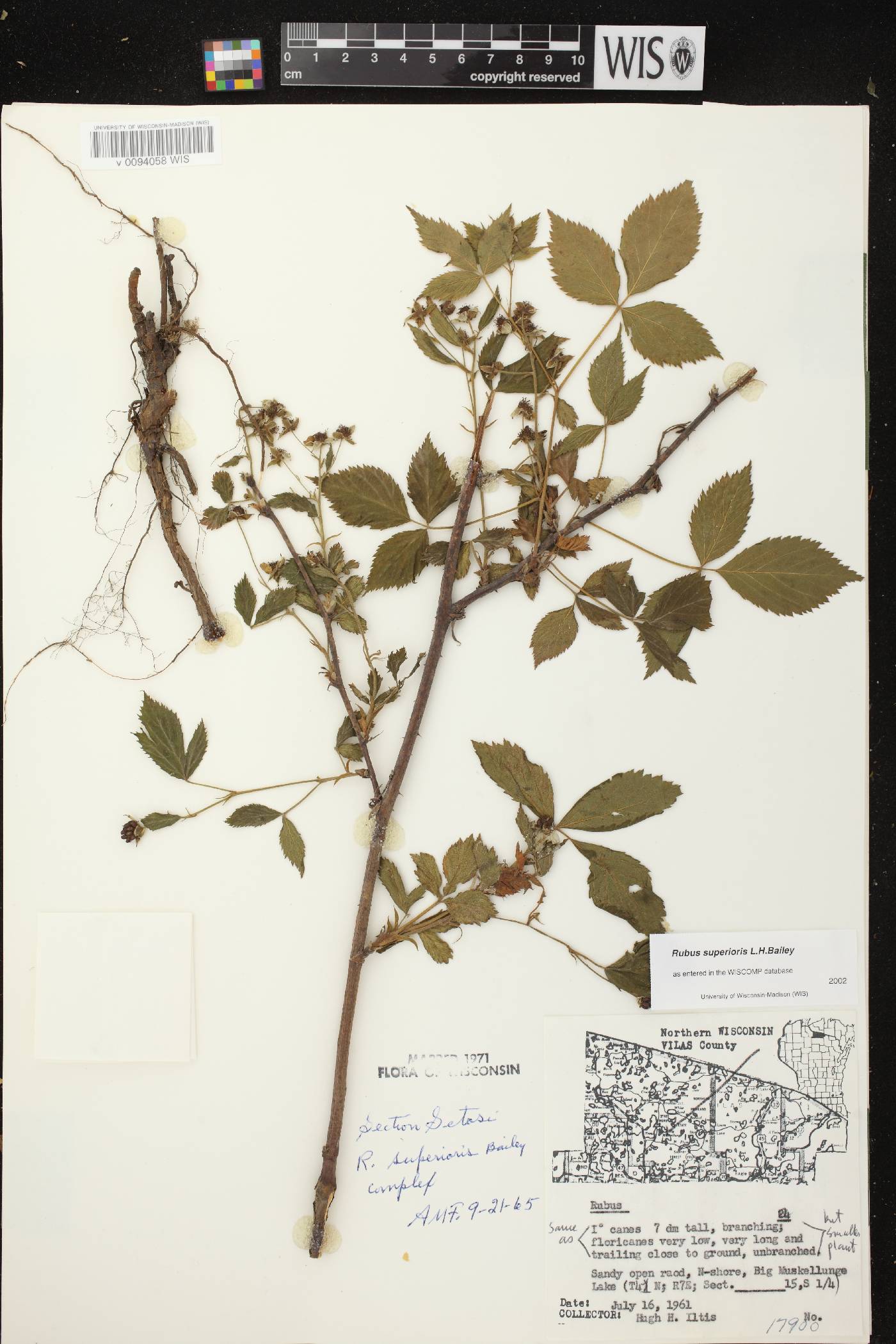Rubus setosus image