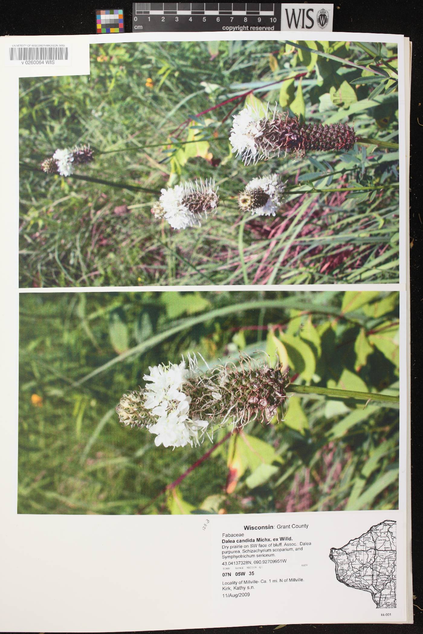 Dalea candida image