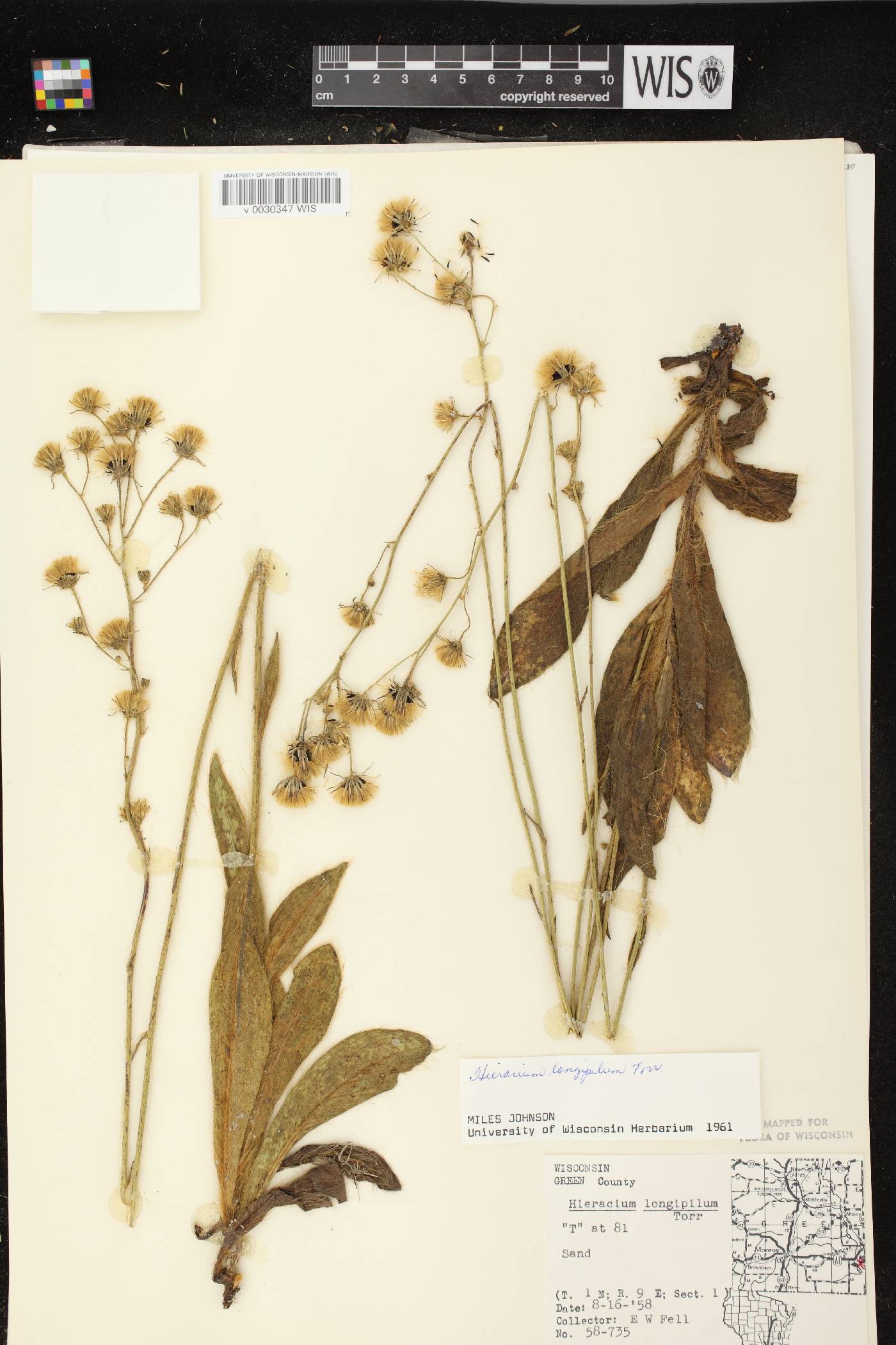 Hieracium longipilum image