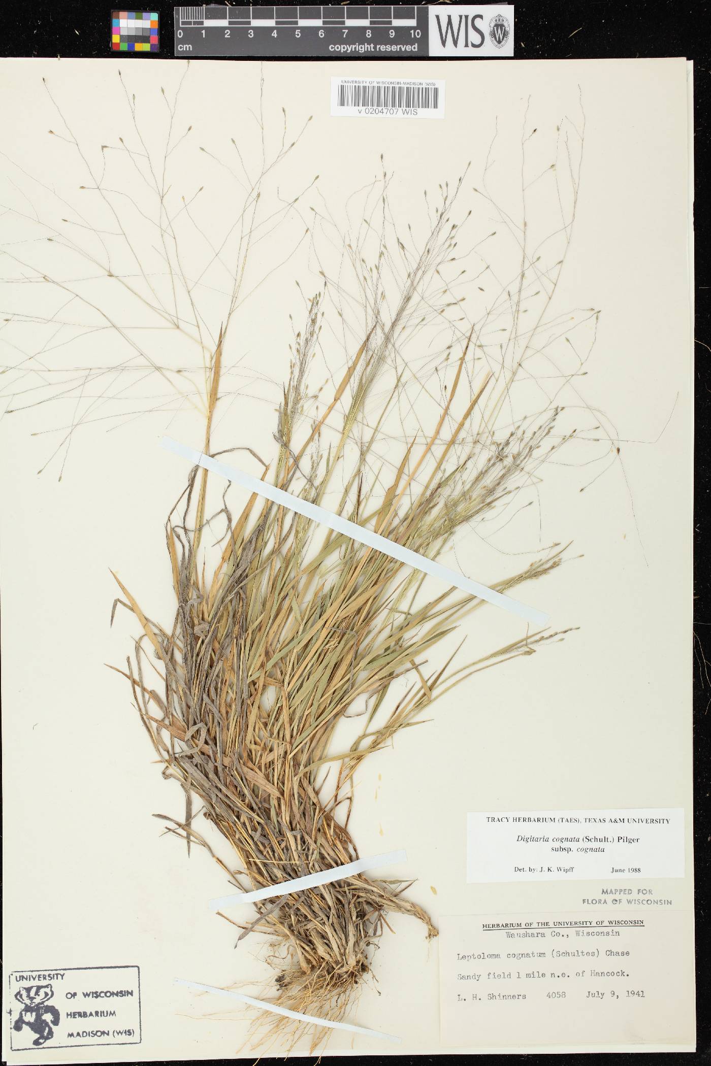 Digitaria cognata image