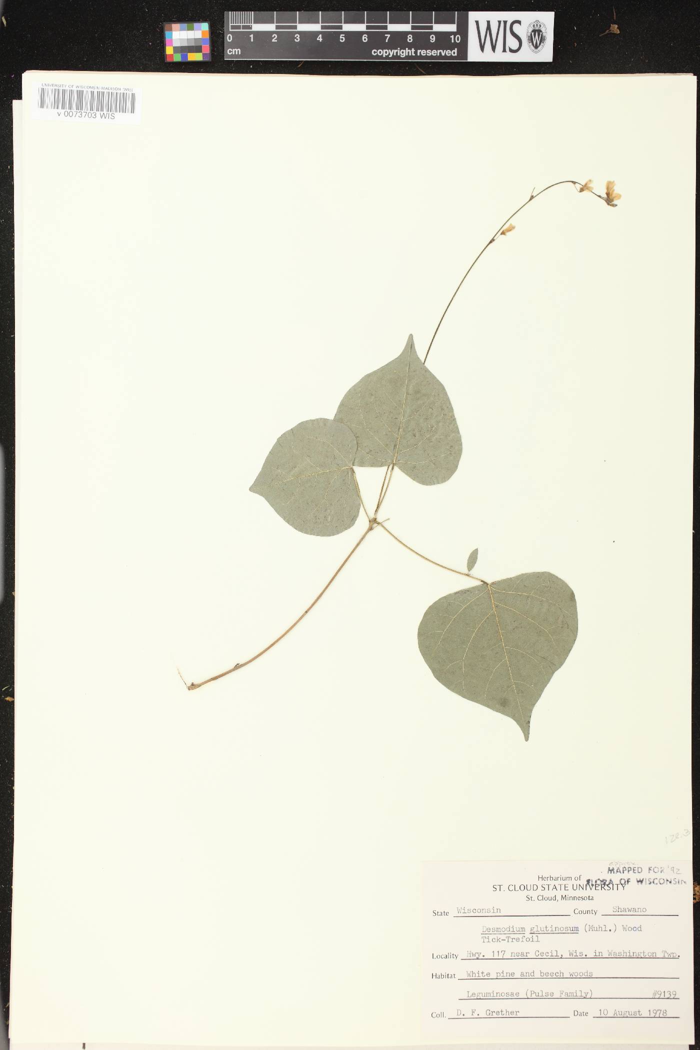 Hylodesmum glutinosum image
