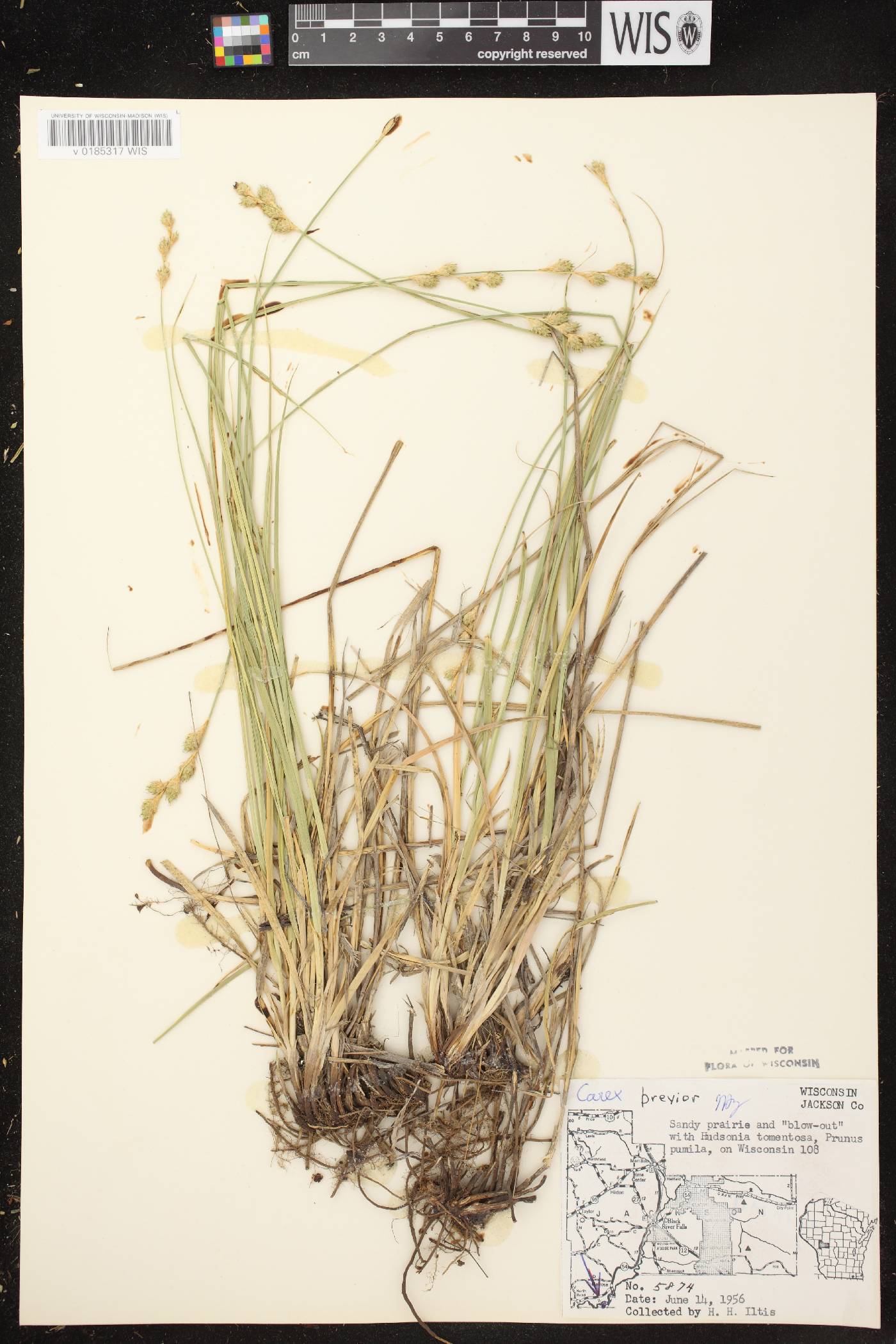 Carex brevior image