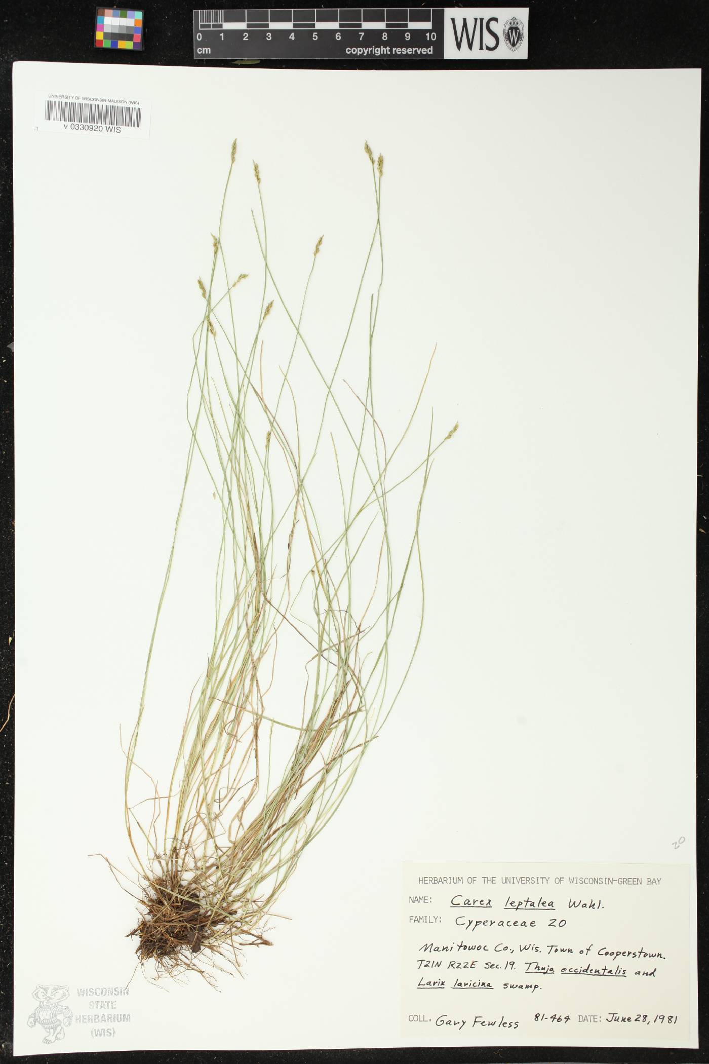 Carex leptalea image