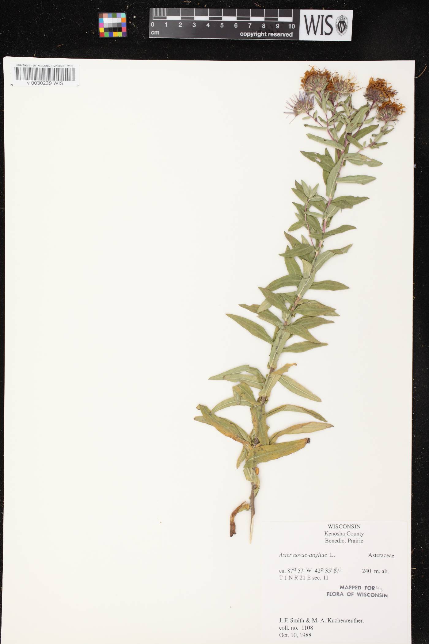 Symphyotrichum novae-angliae image