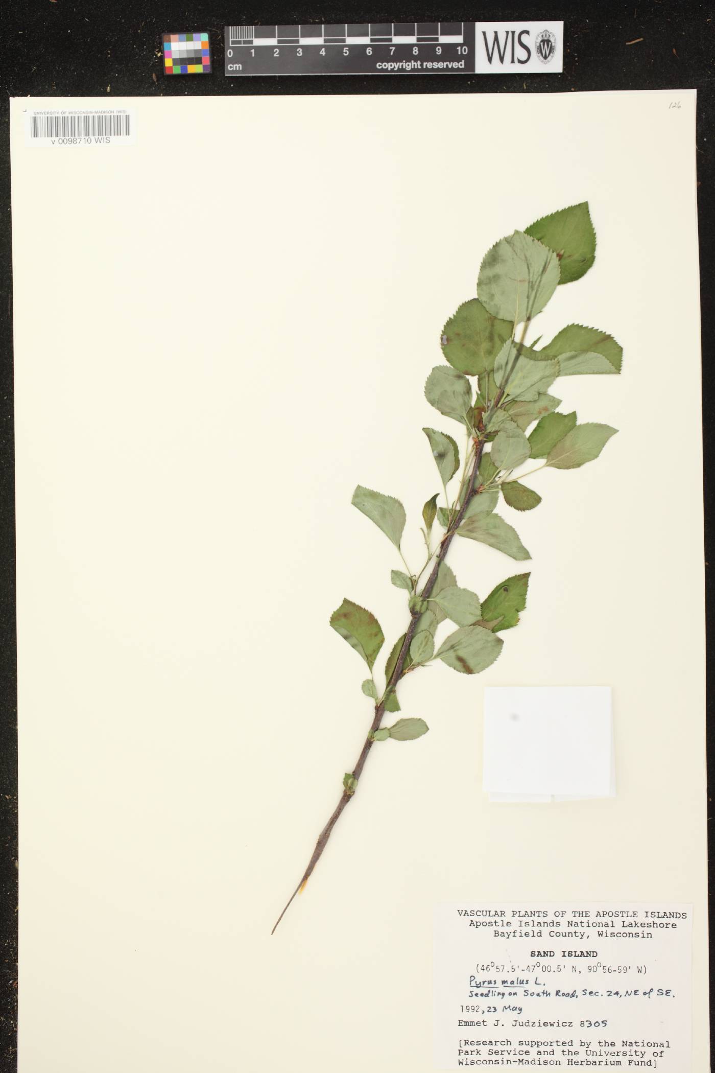Malus pumila image