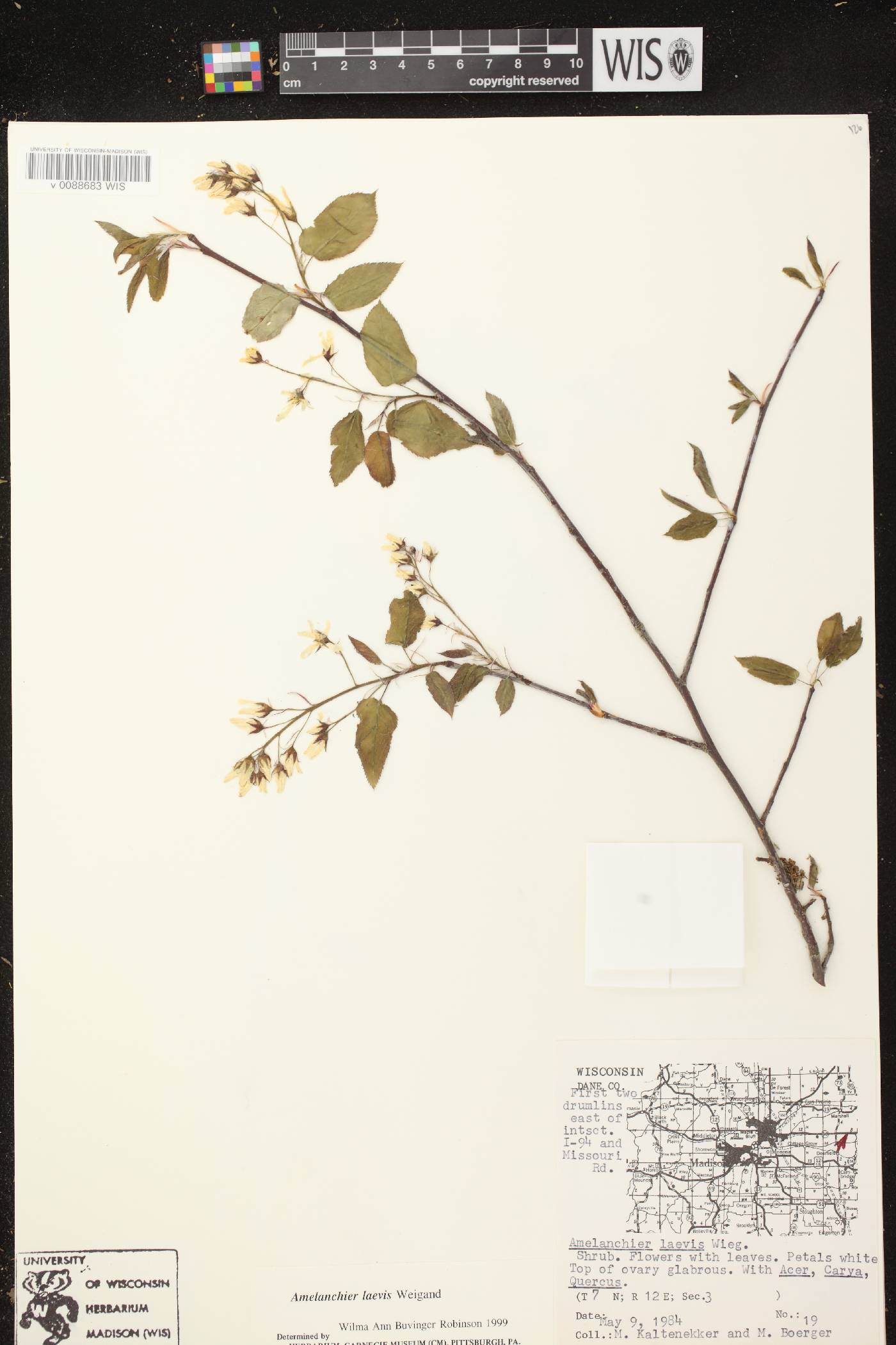 Amelanchier laevis image
