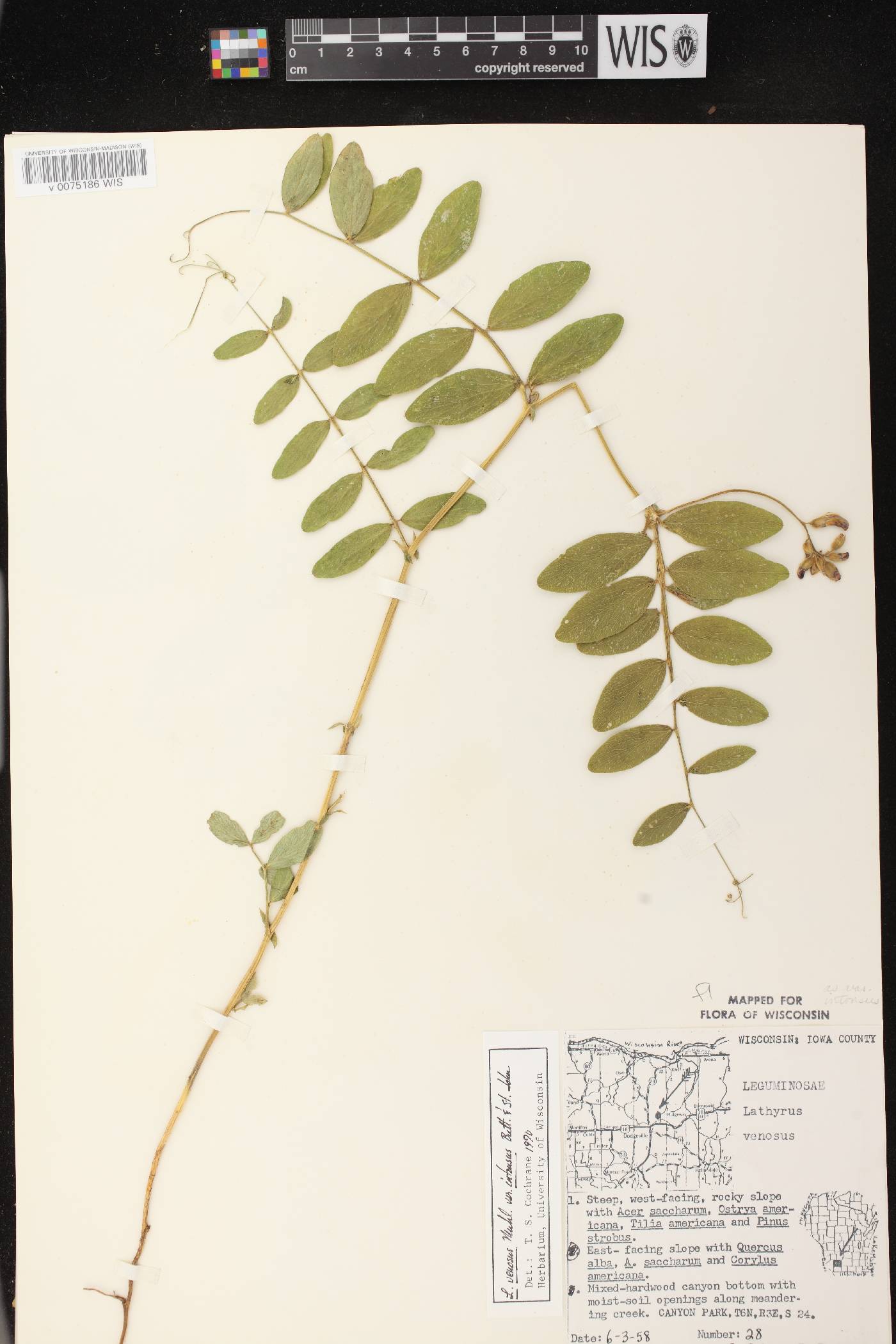 Lathyrus venosus image