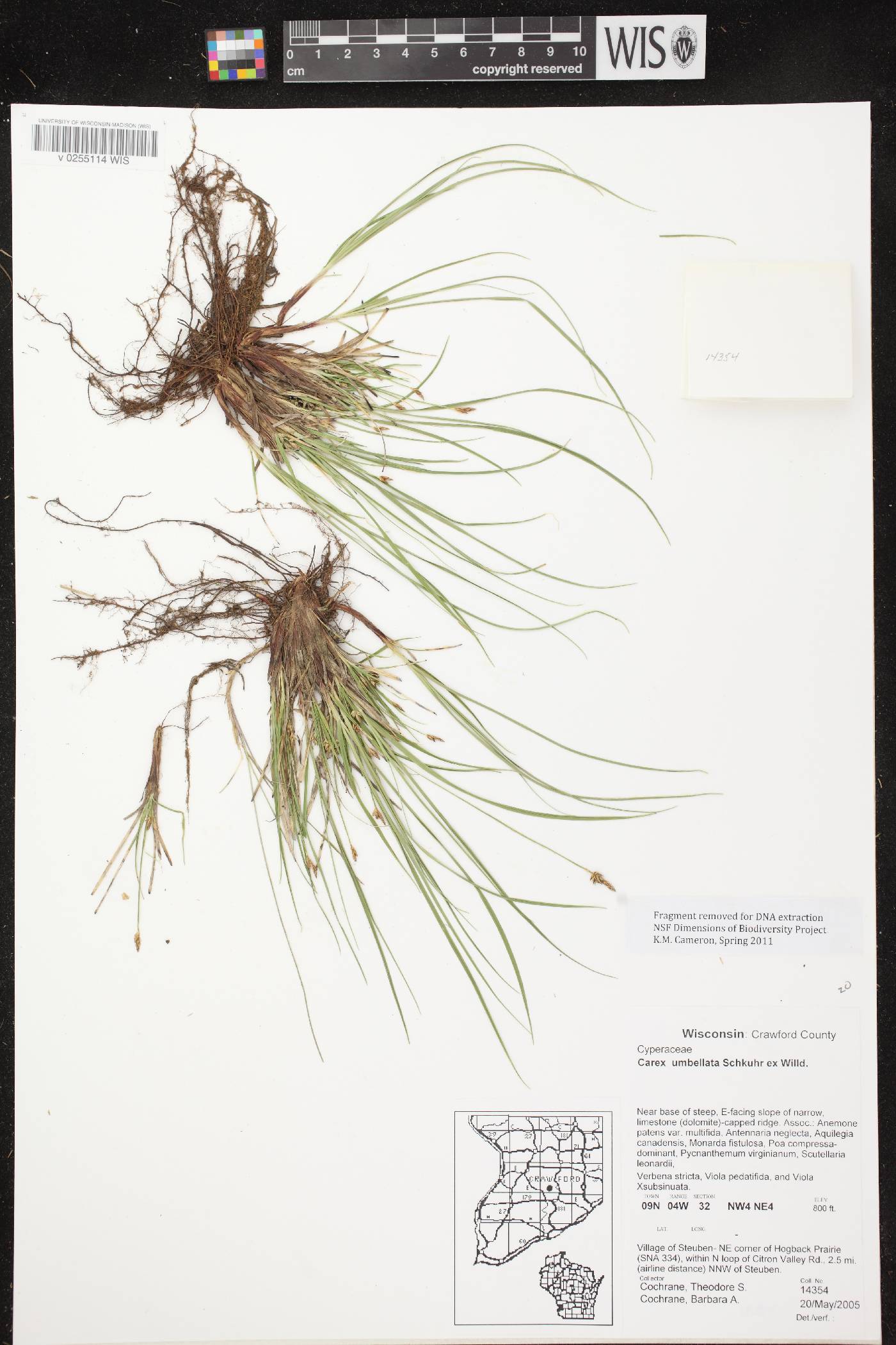 Carex umbellata image