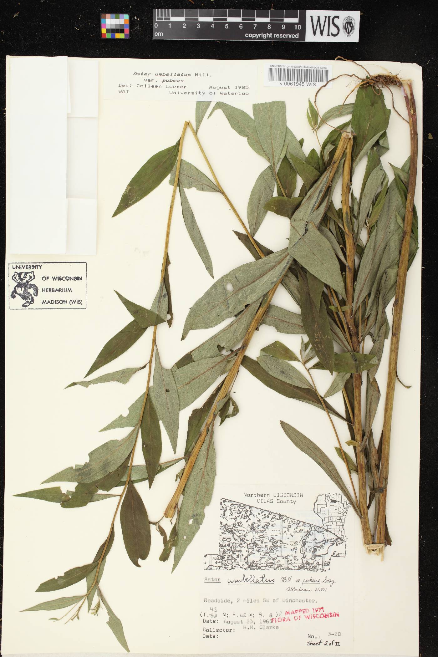 Doellingeria umbellata var. pubens image