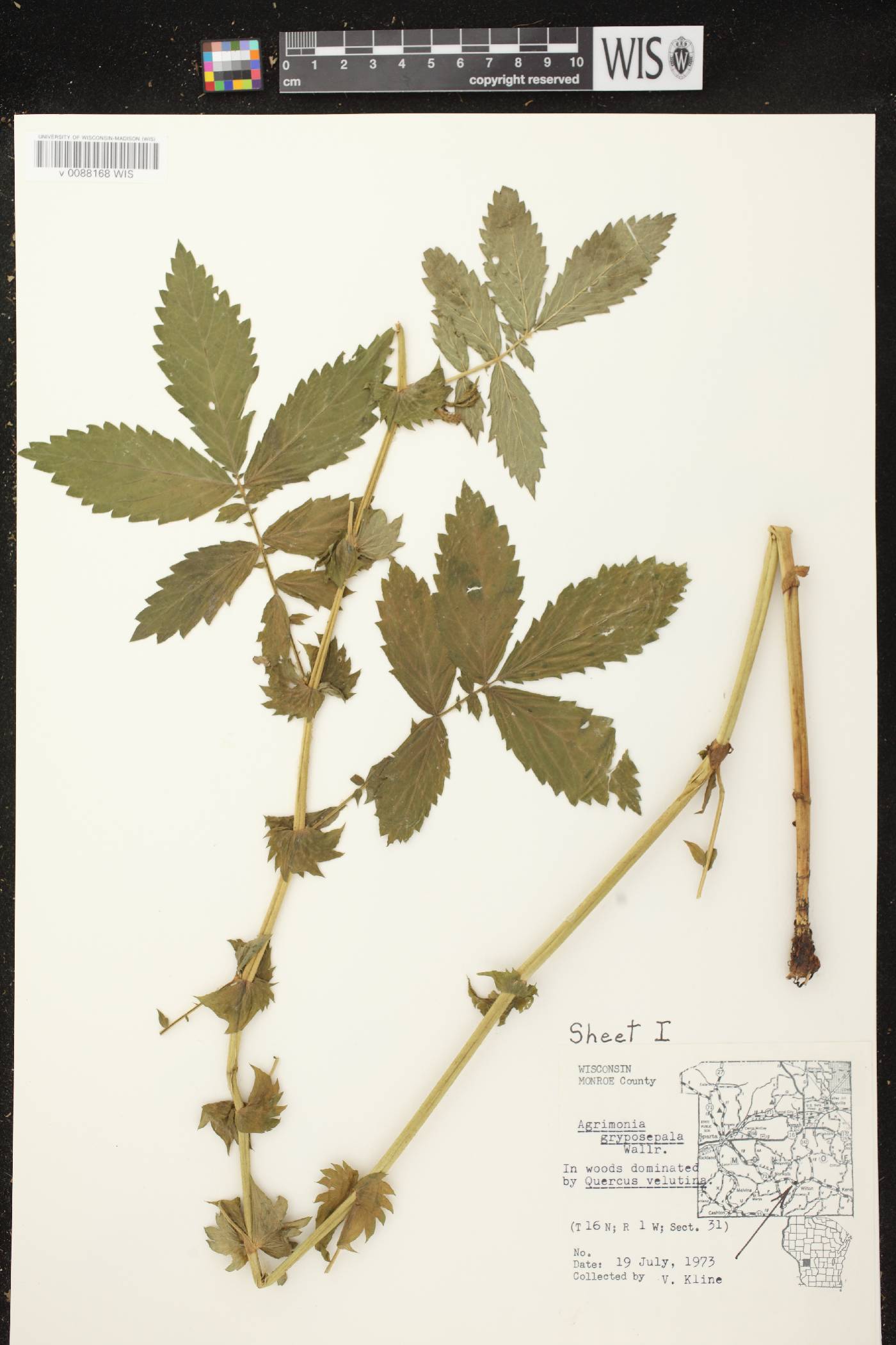 Agrimonia gryposepala image