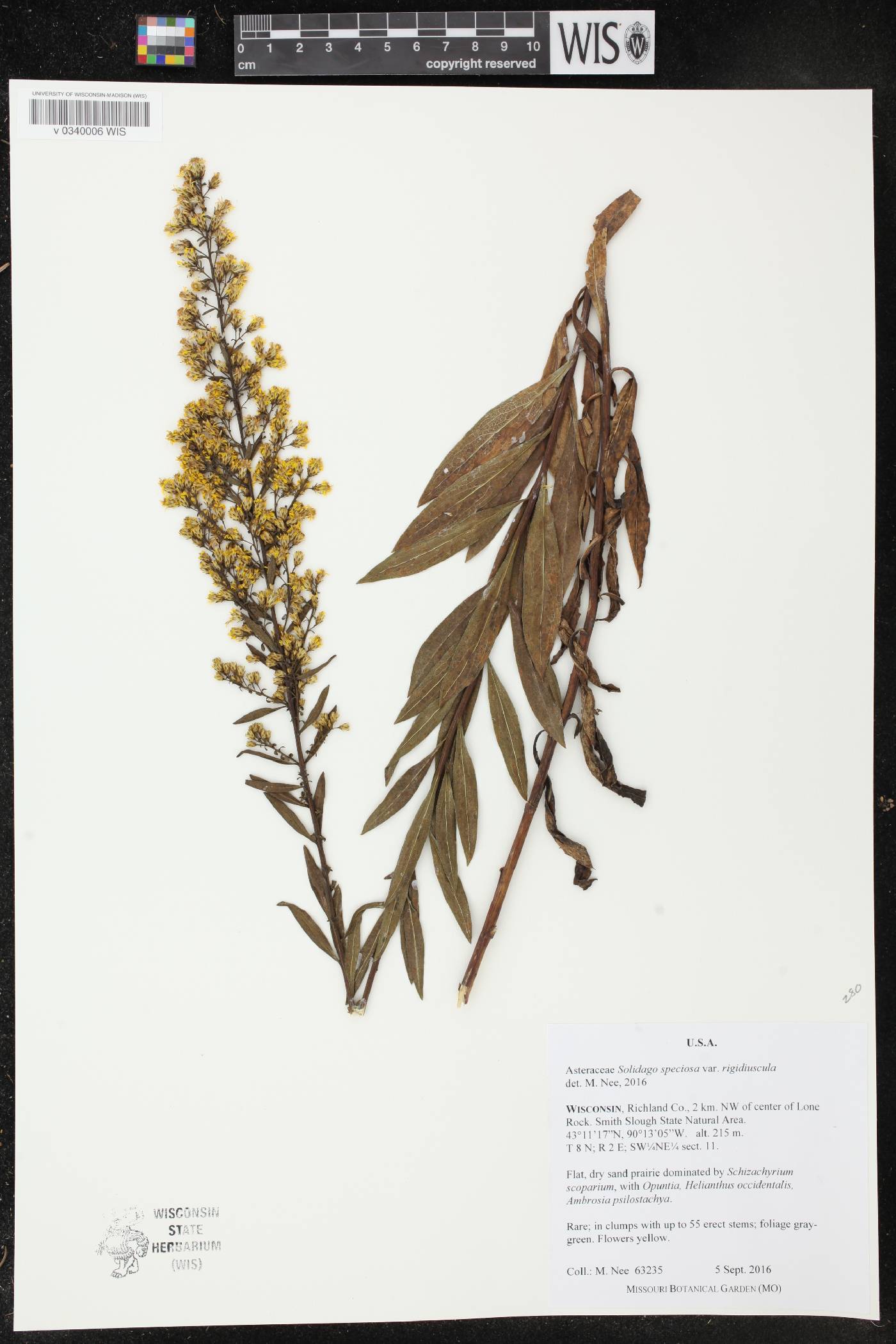 Solidago speciosa subsp. speciosa var. rigidiuscula image
