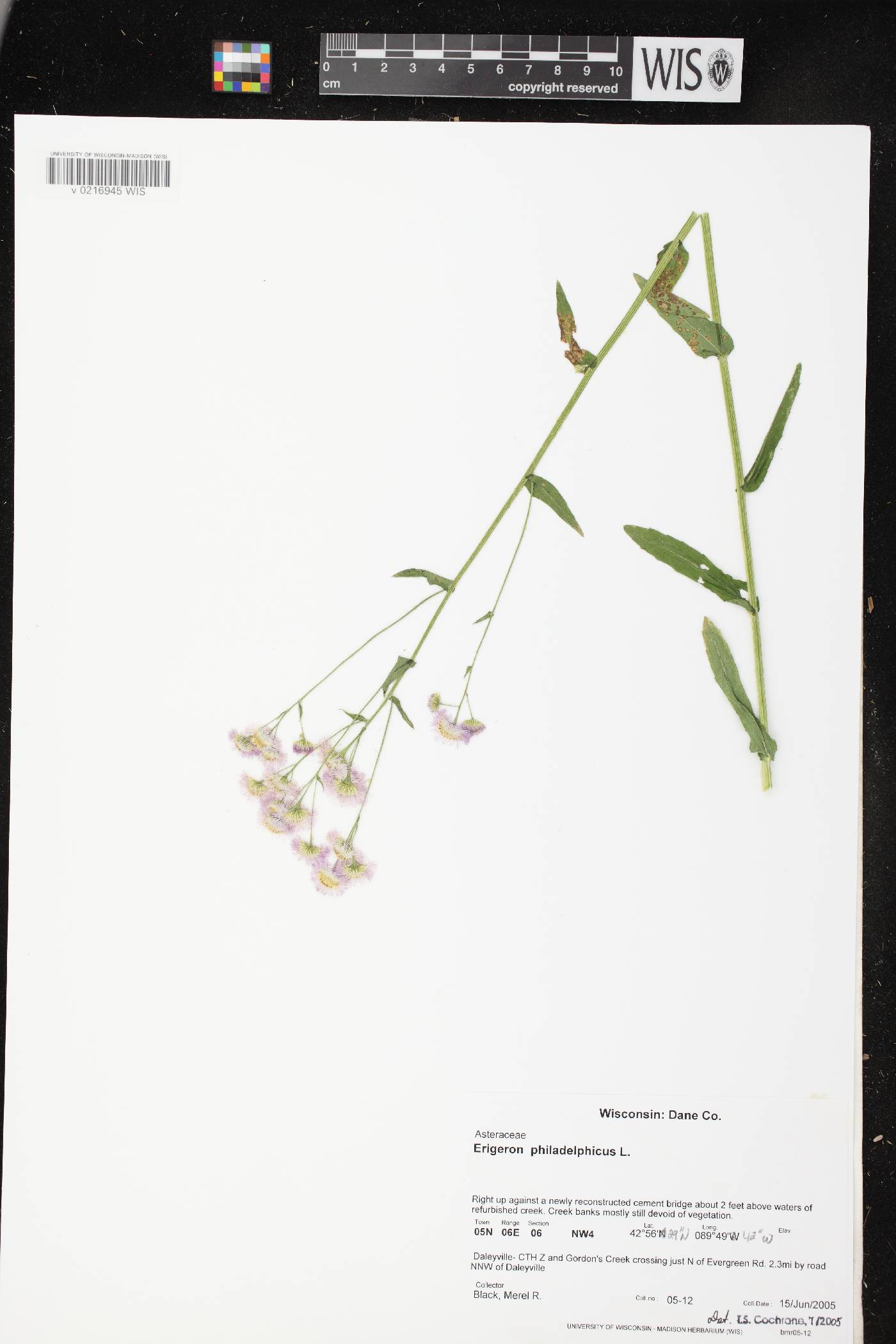 Erigeron philadelphicus var. philadelphicus image