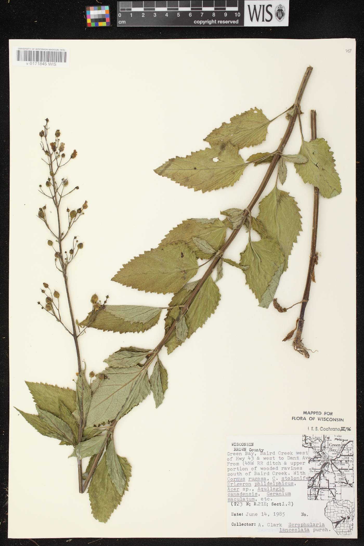 Scrophularia lanceolata image