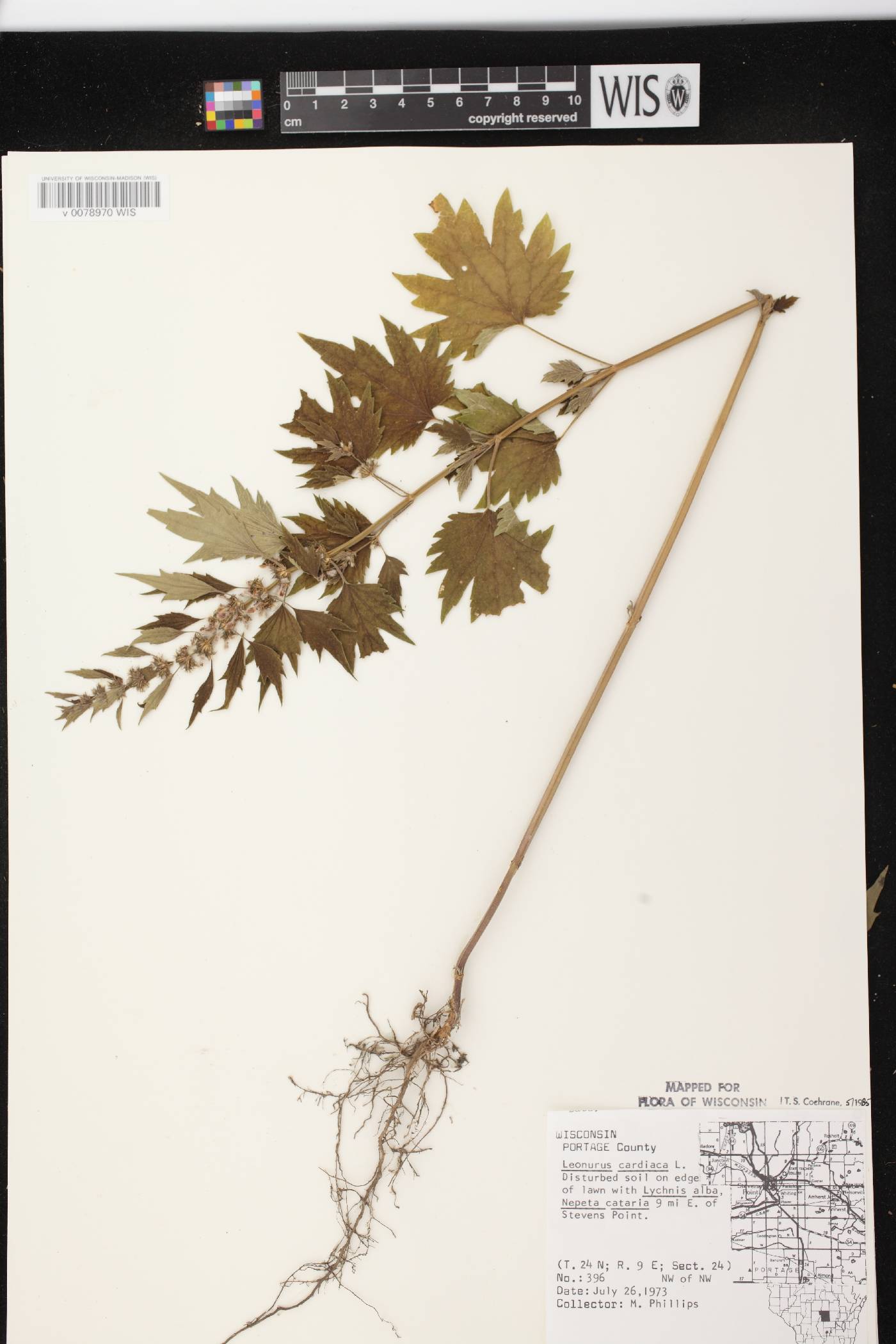 Leonurus cardiaca image