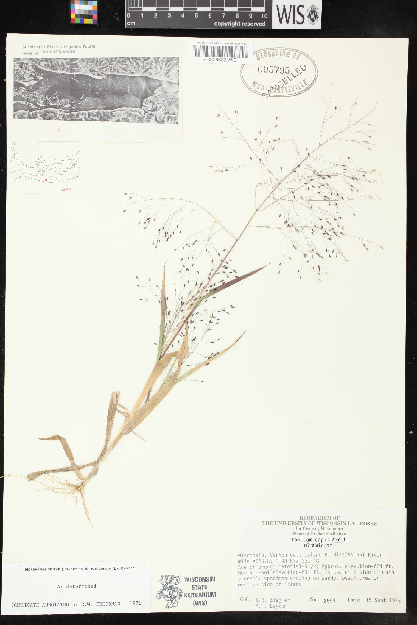 Panicum capillare image