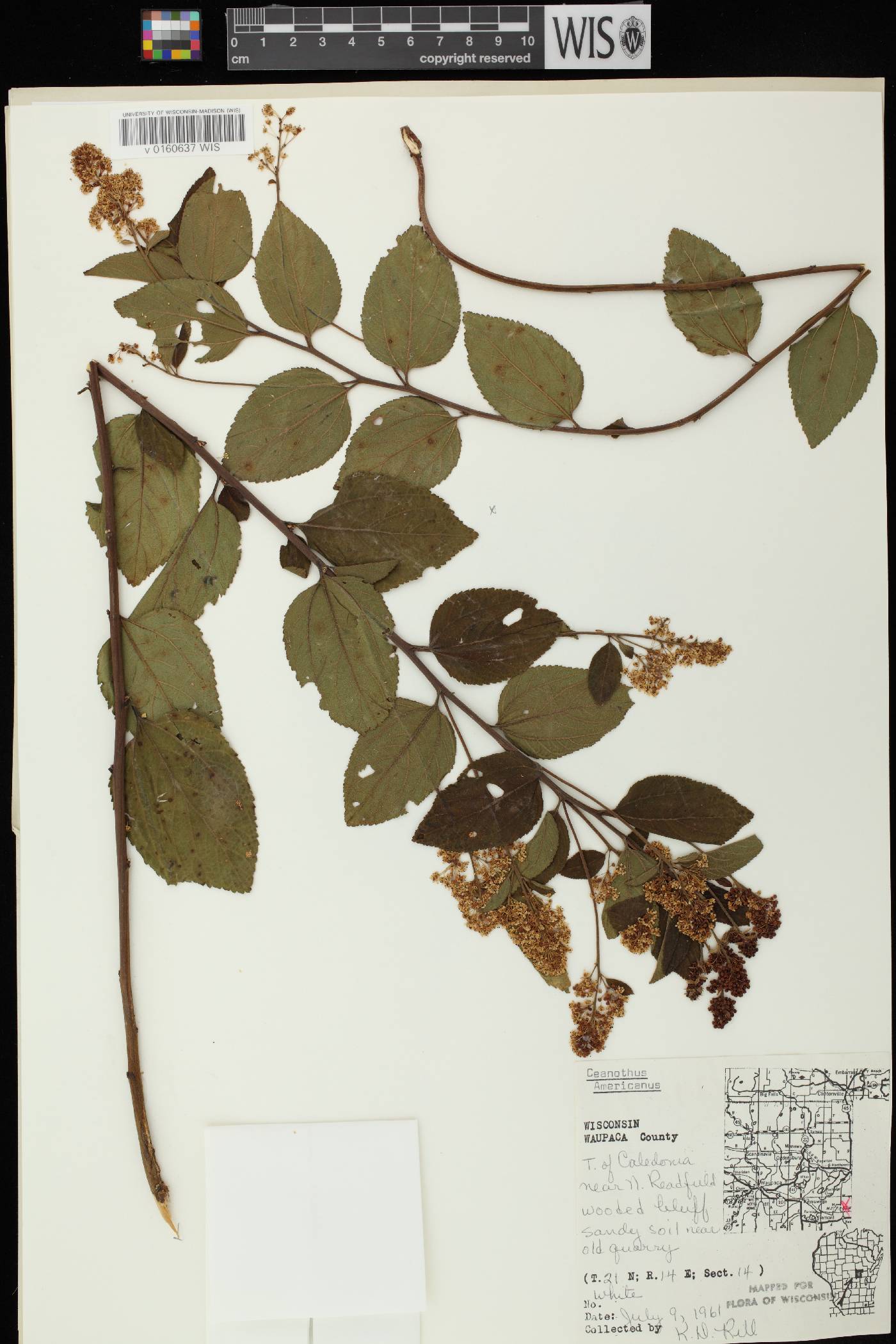 Ceanothus americanus image