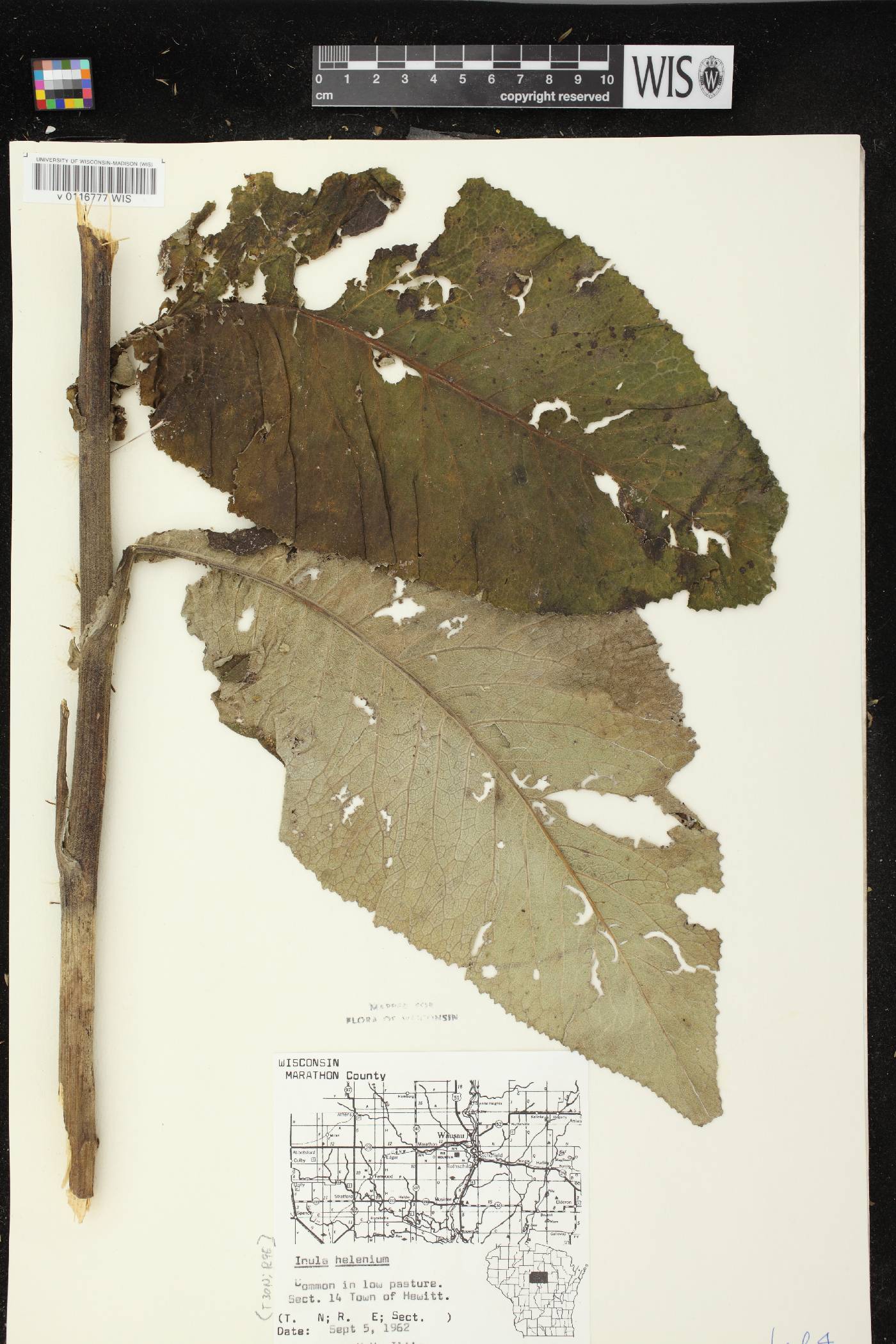 Inula helenium image