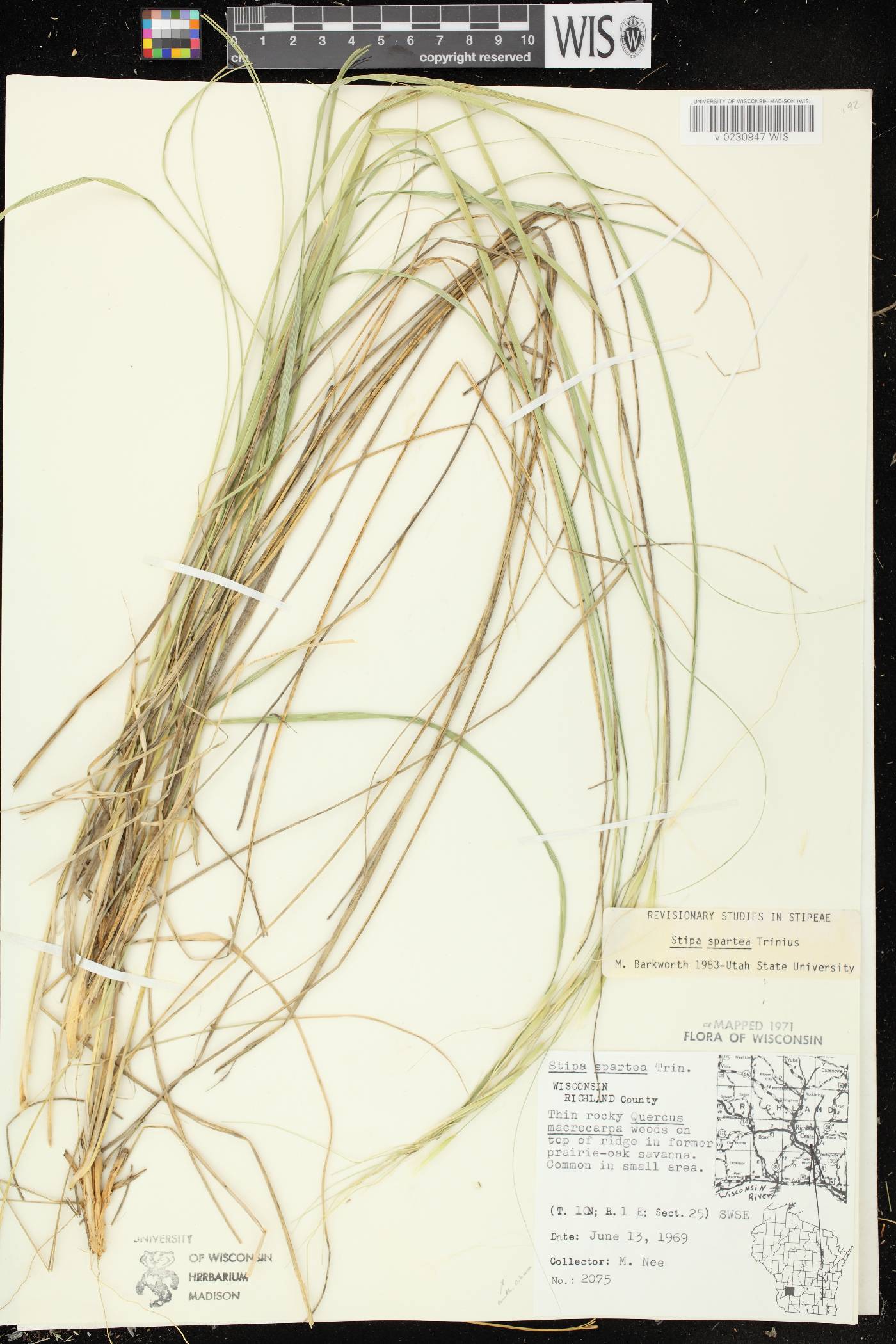 Hesperostipa spartea image