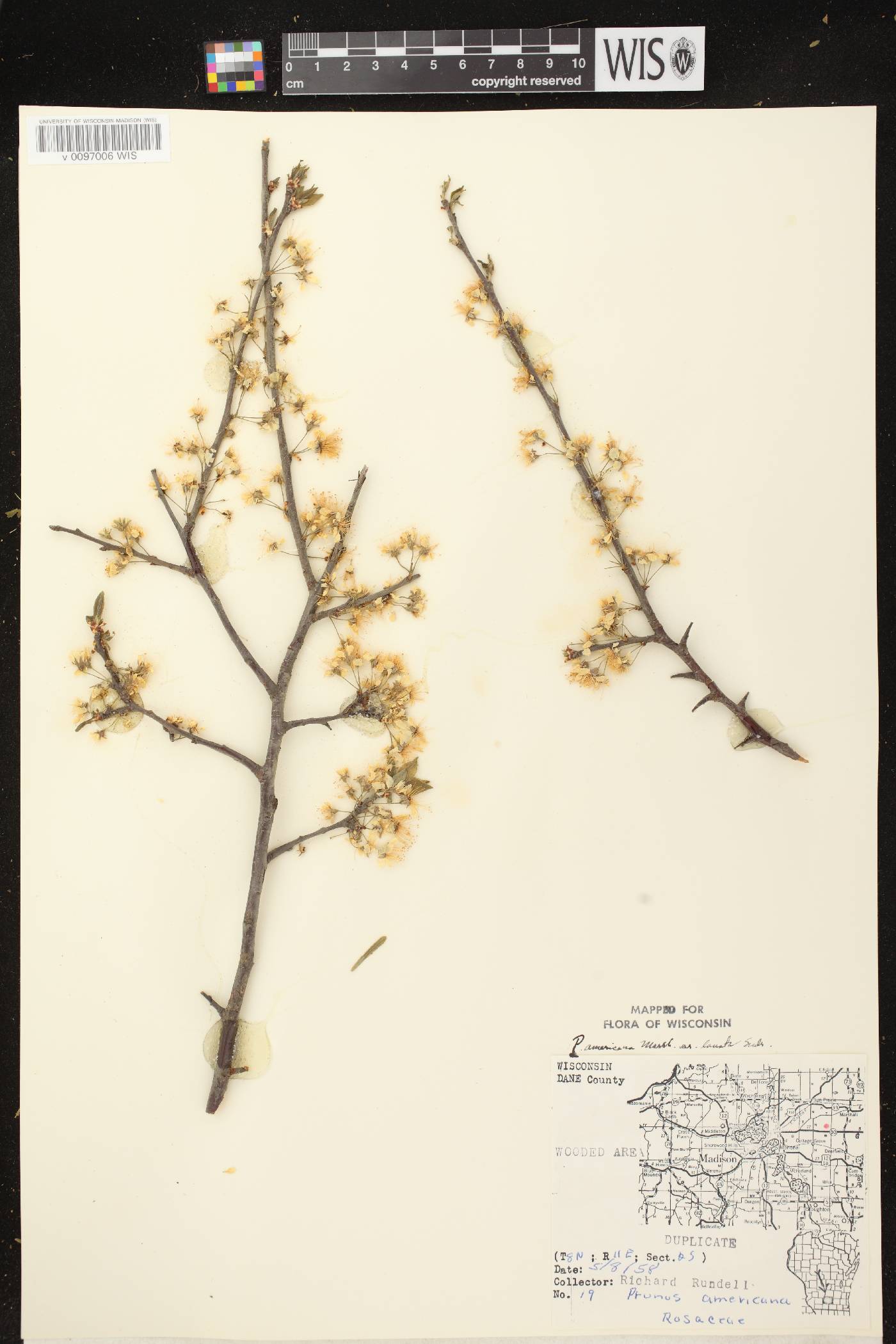 Prunus americana image