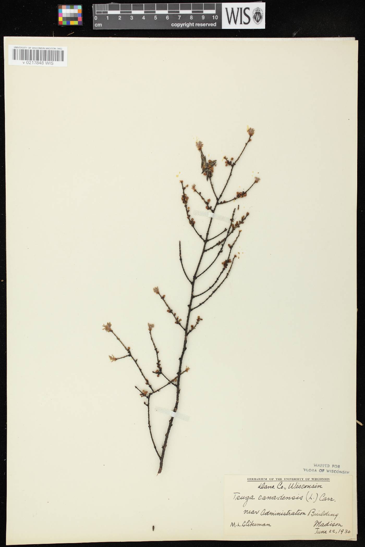 Tsuga canadensis image