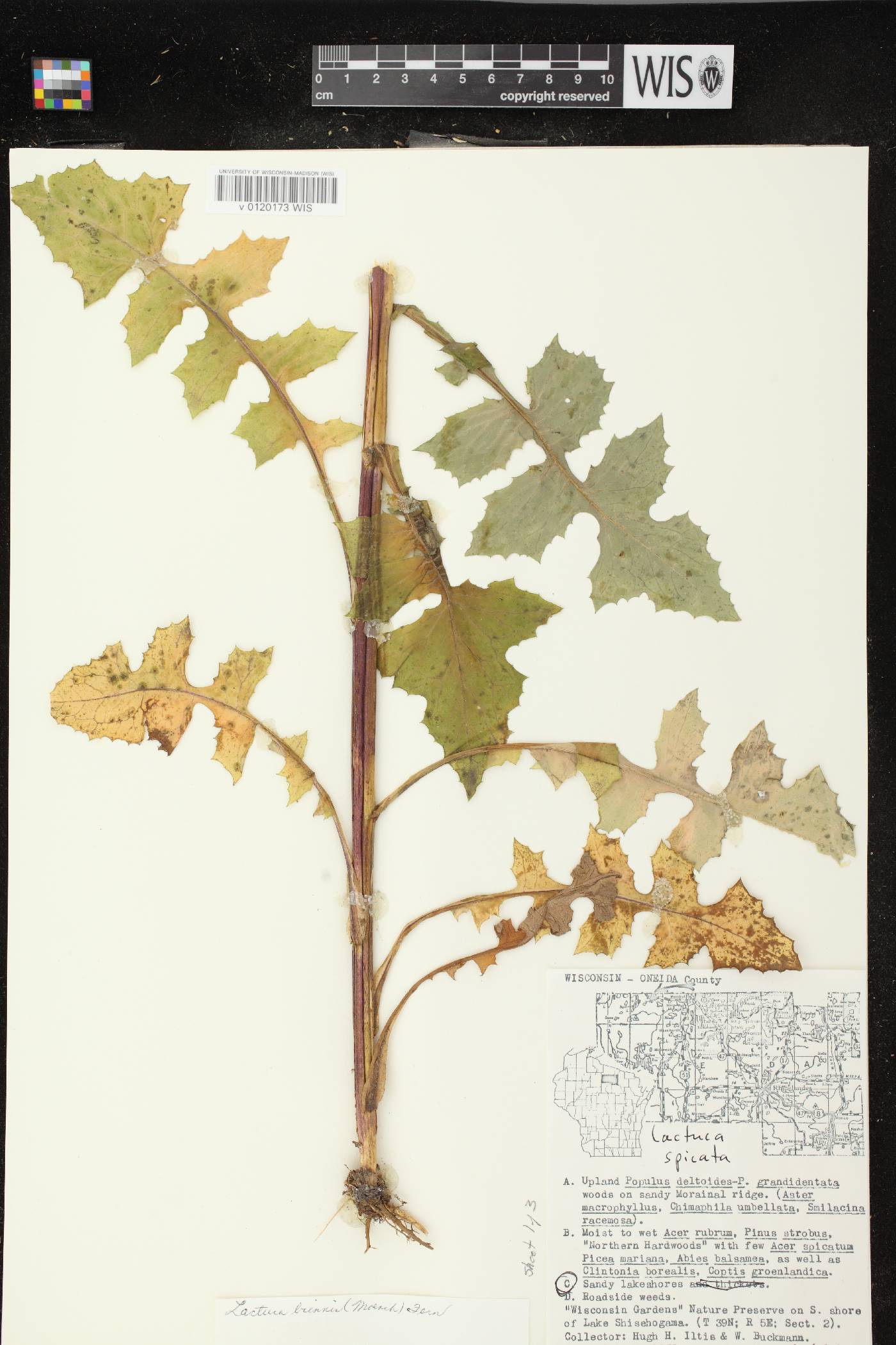 Lactuca biennis image