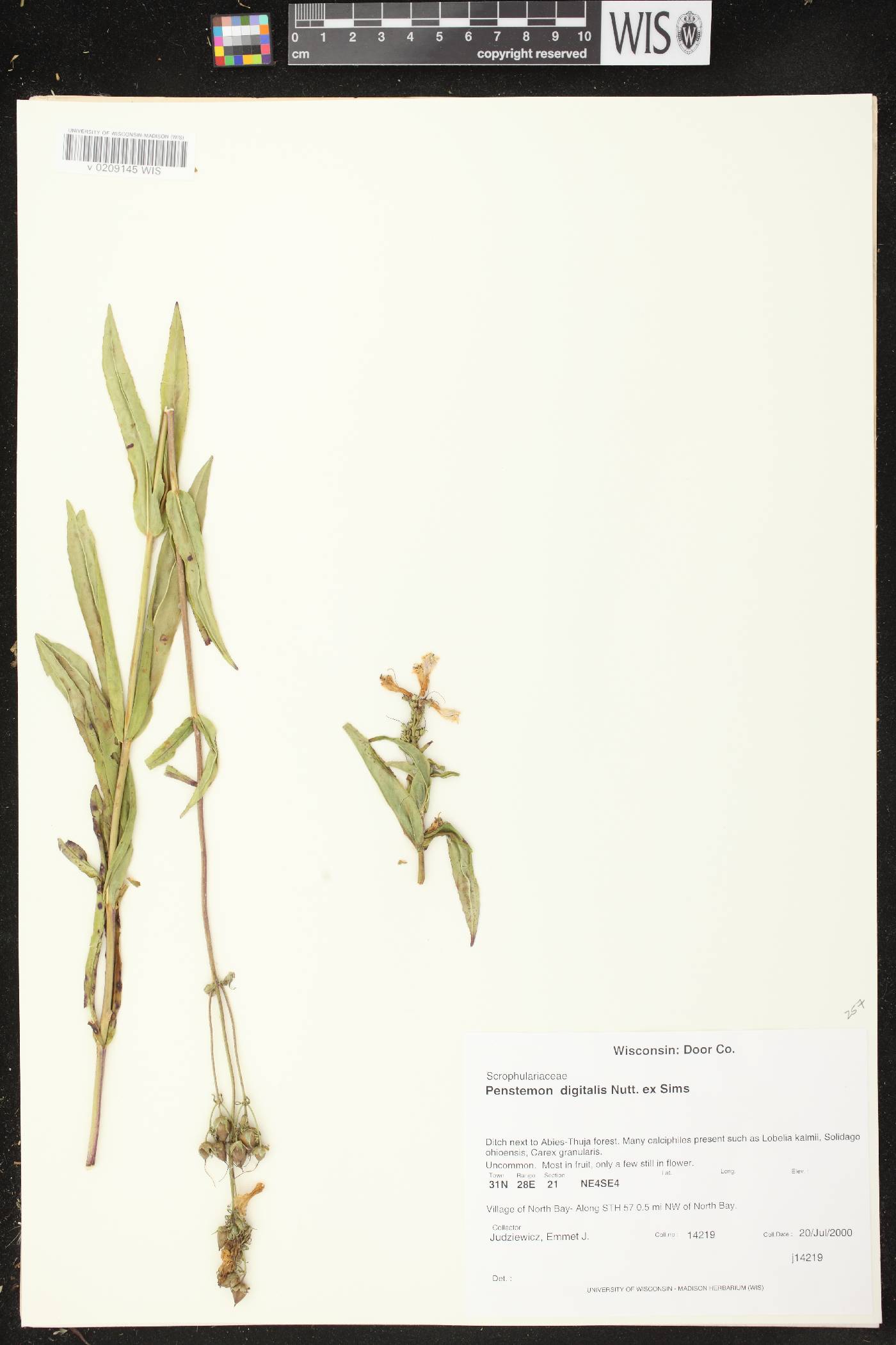 Penstemon digitalis image