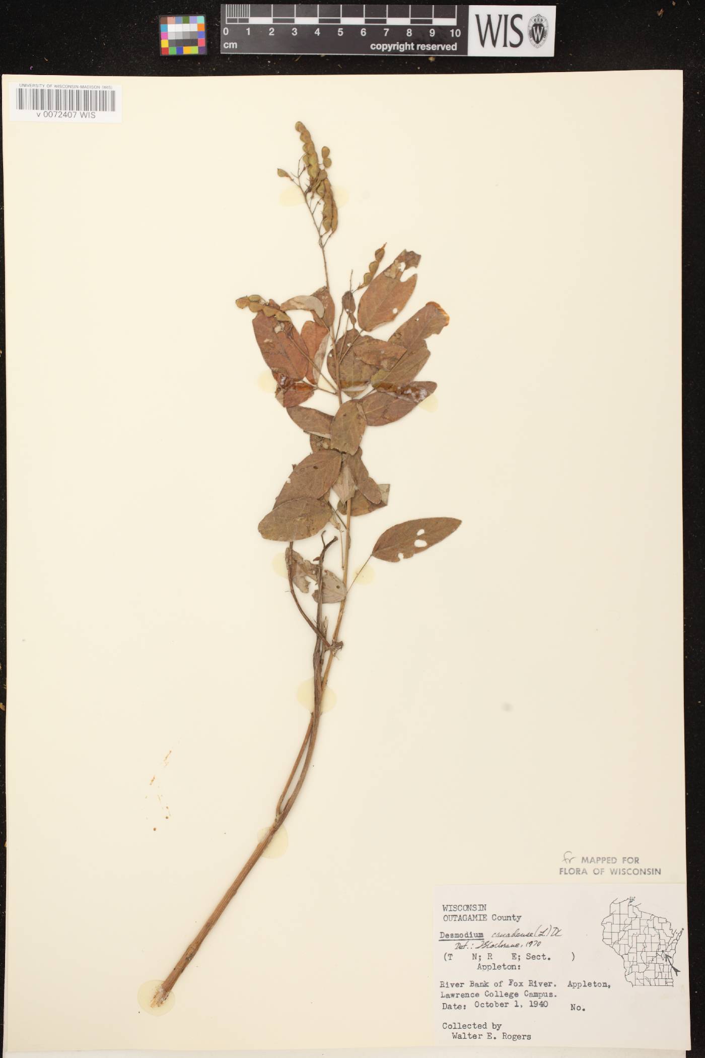 Desmodium canadense image