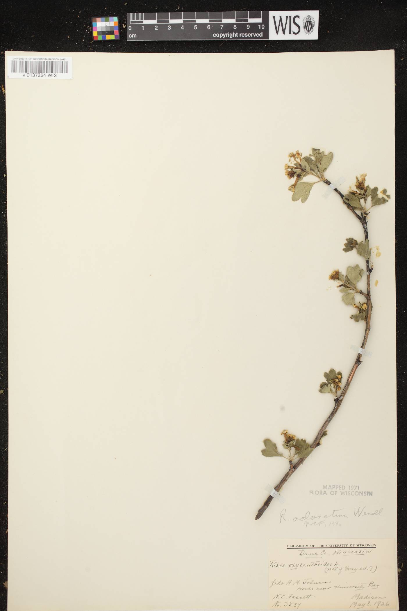 Ribes aureum var. villosum image