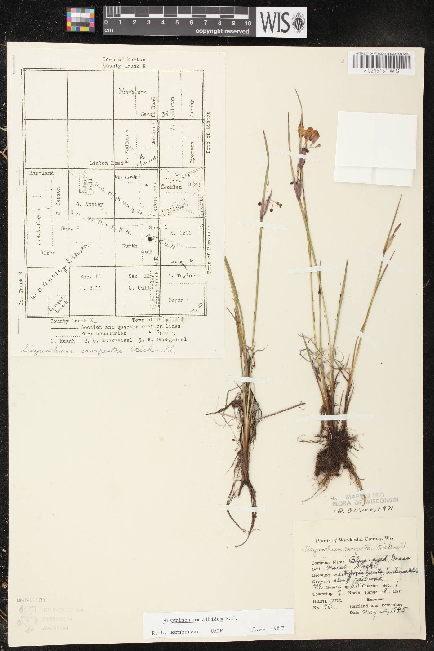 Sisyrinchium albidum image