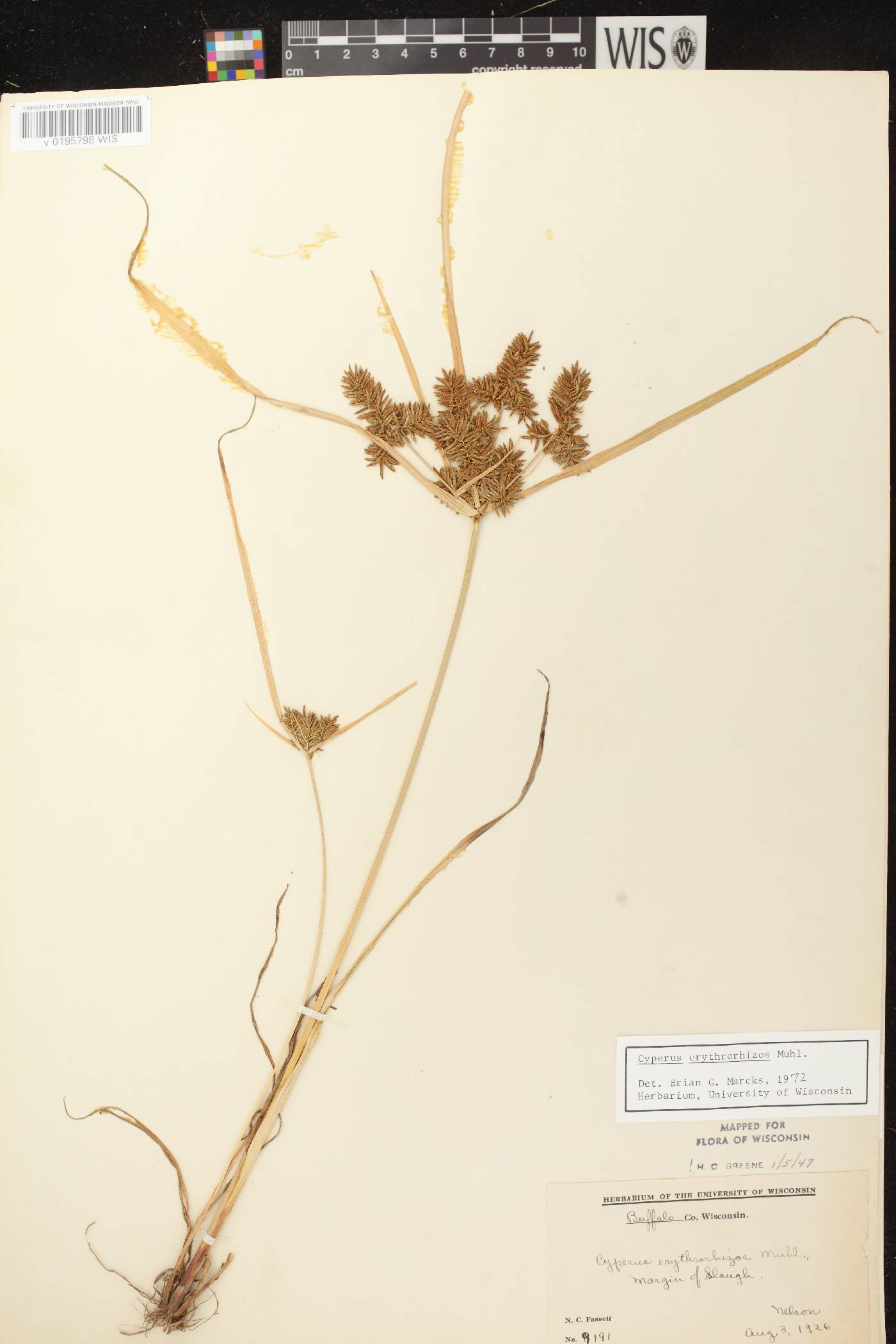 Cyperus erythrorhizos image