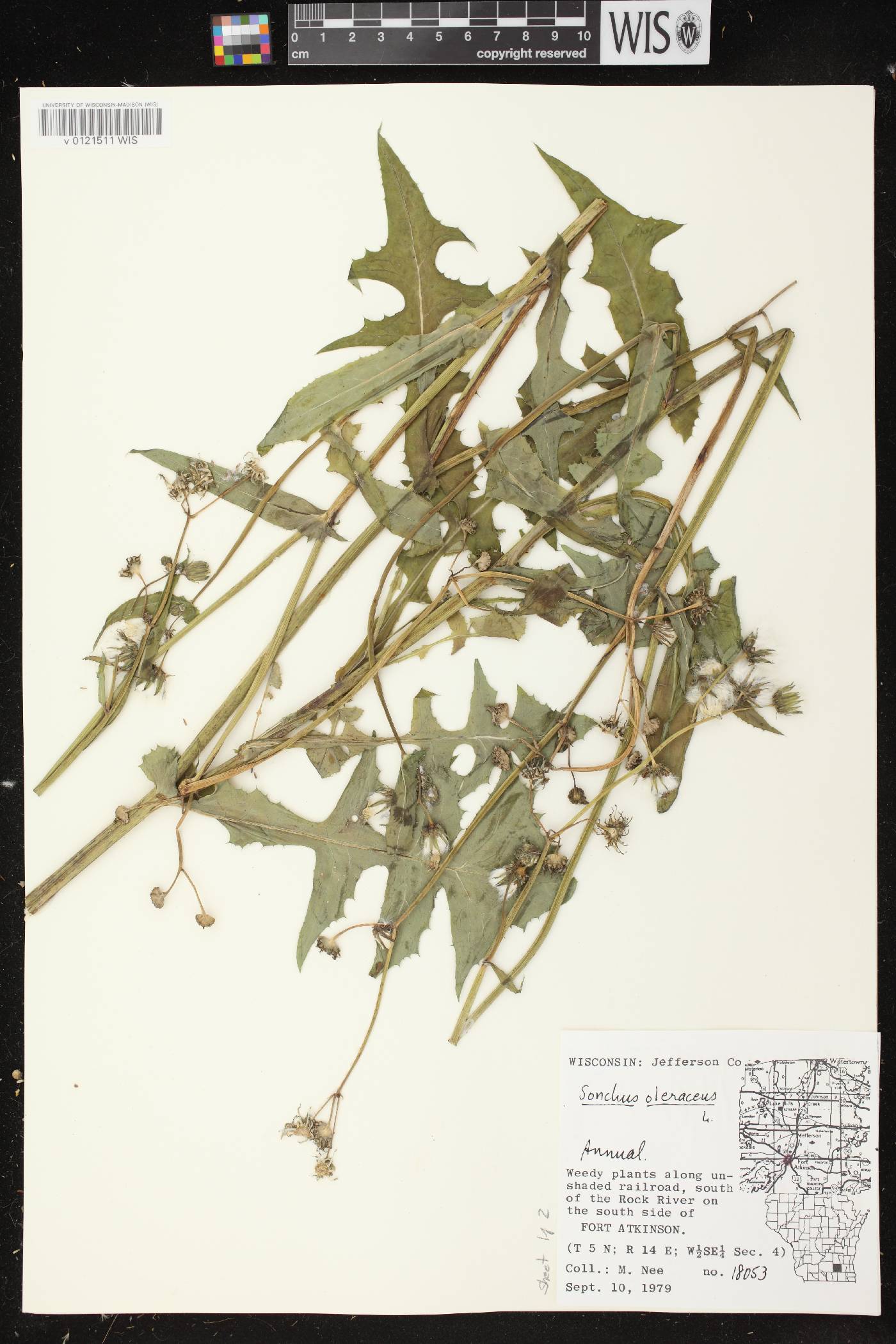 Sonchus oleraceus image