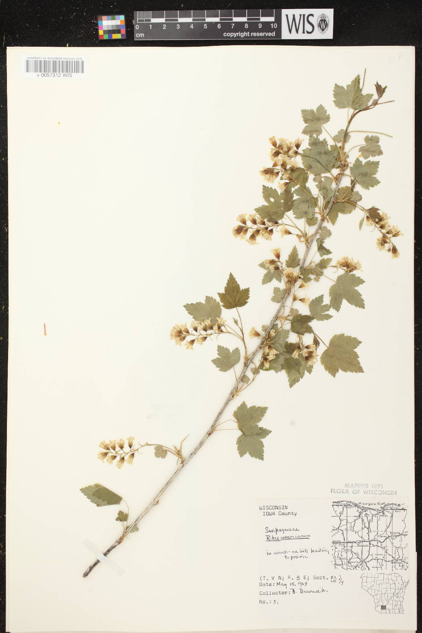 Ribes americanum image