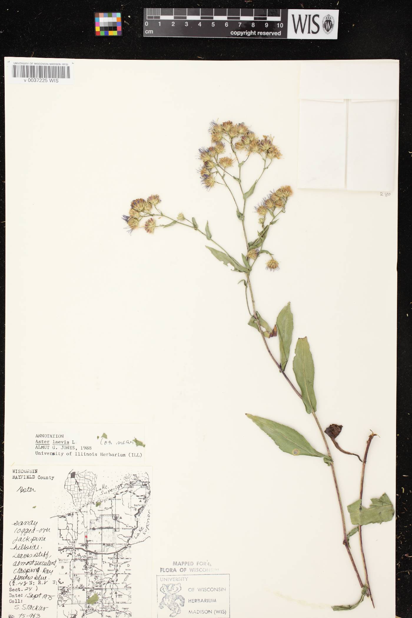 Symphyotrichum laeve var. laeve image