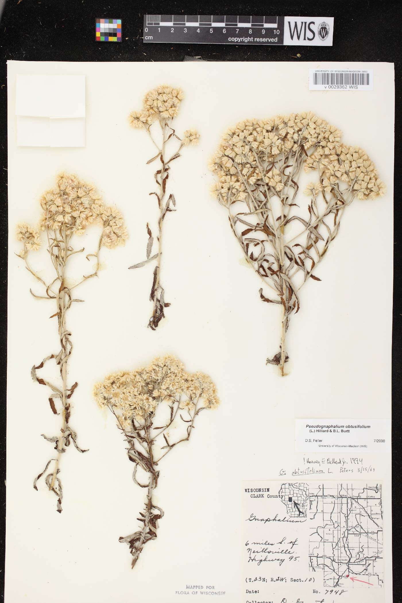 Pseudognaphalium obtusifolium image