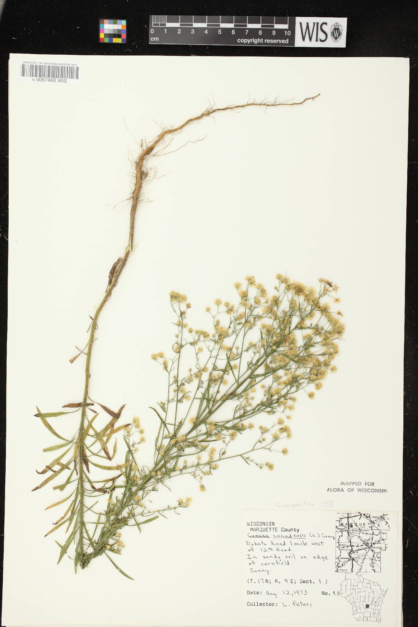 Conyza canadensis image