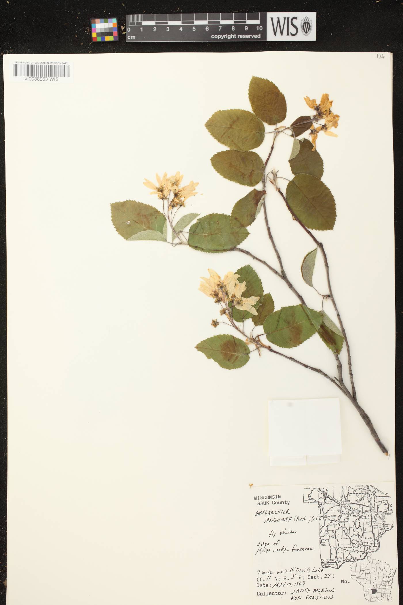 Amelanchier sanguinea image
